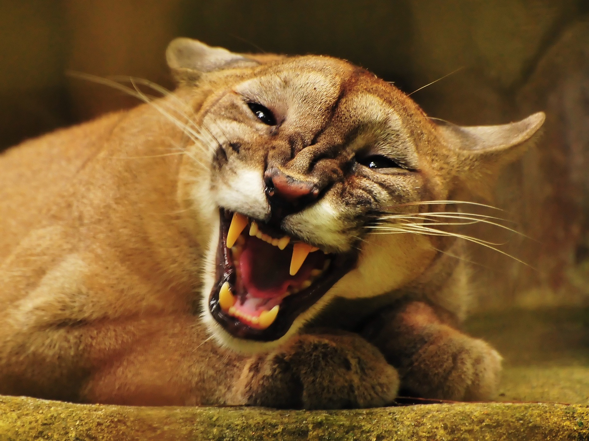 171421 Hintergrundbild herunterladen tiere, jaguar, katzen - Bildschirmschoner und Bilder kostenlos