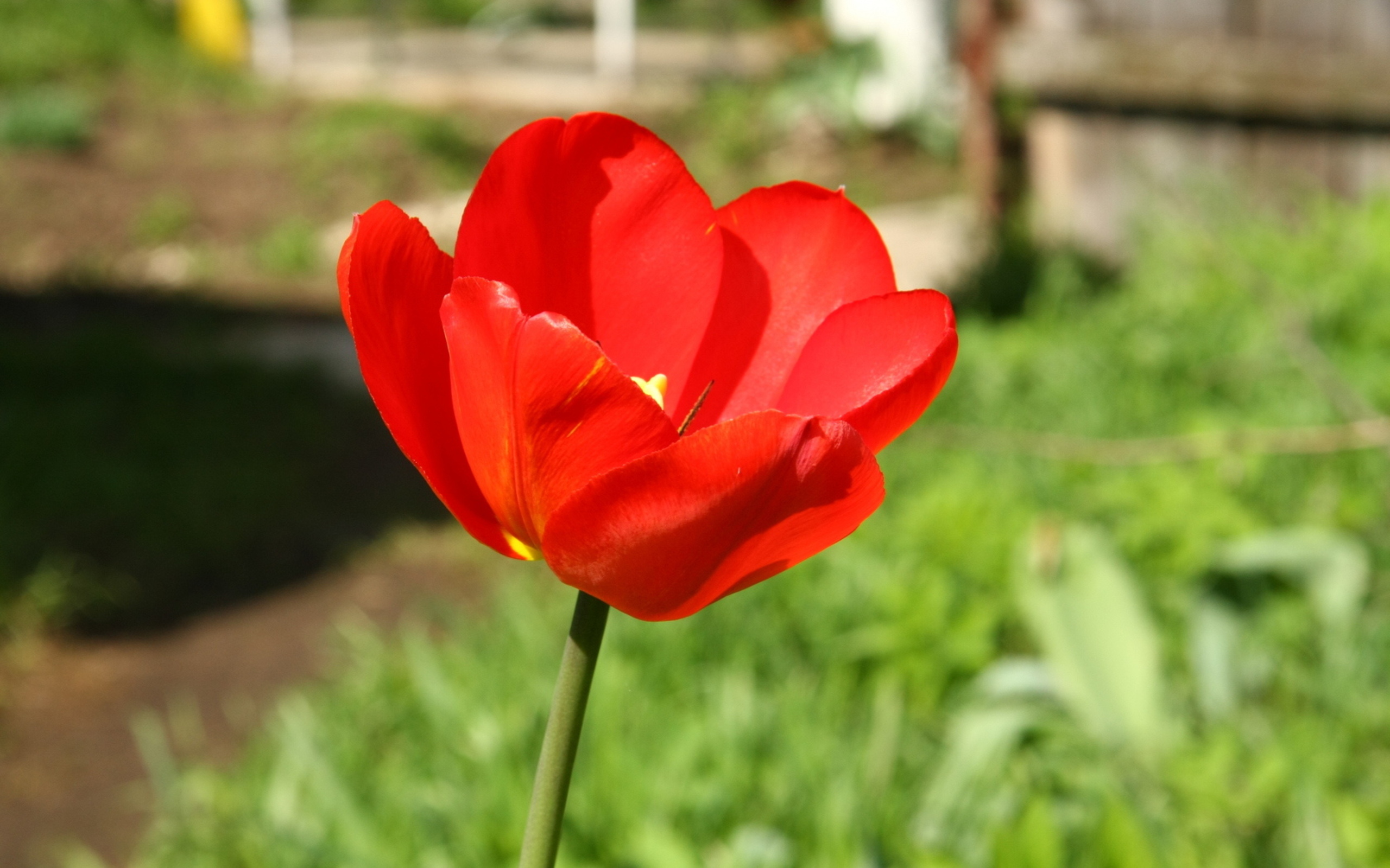 Афганский тюльпан цветок