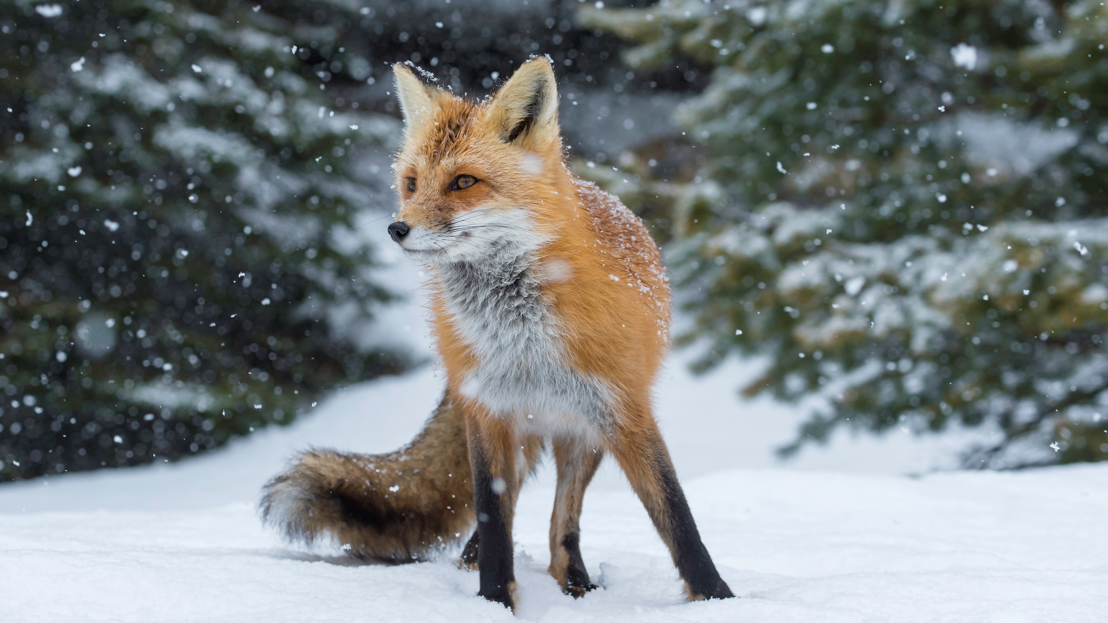 картинки снежной лисы