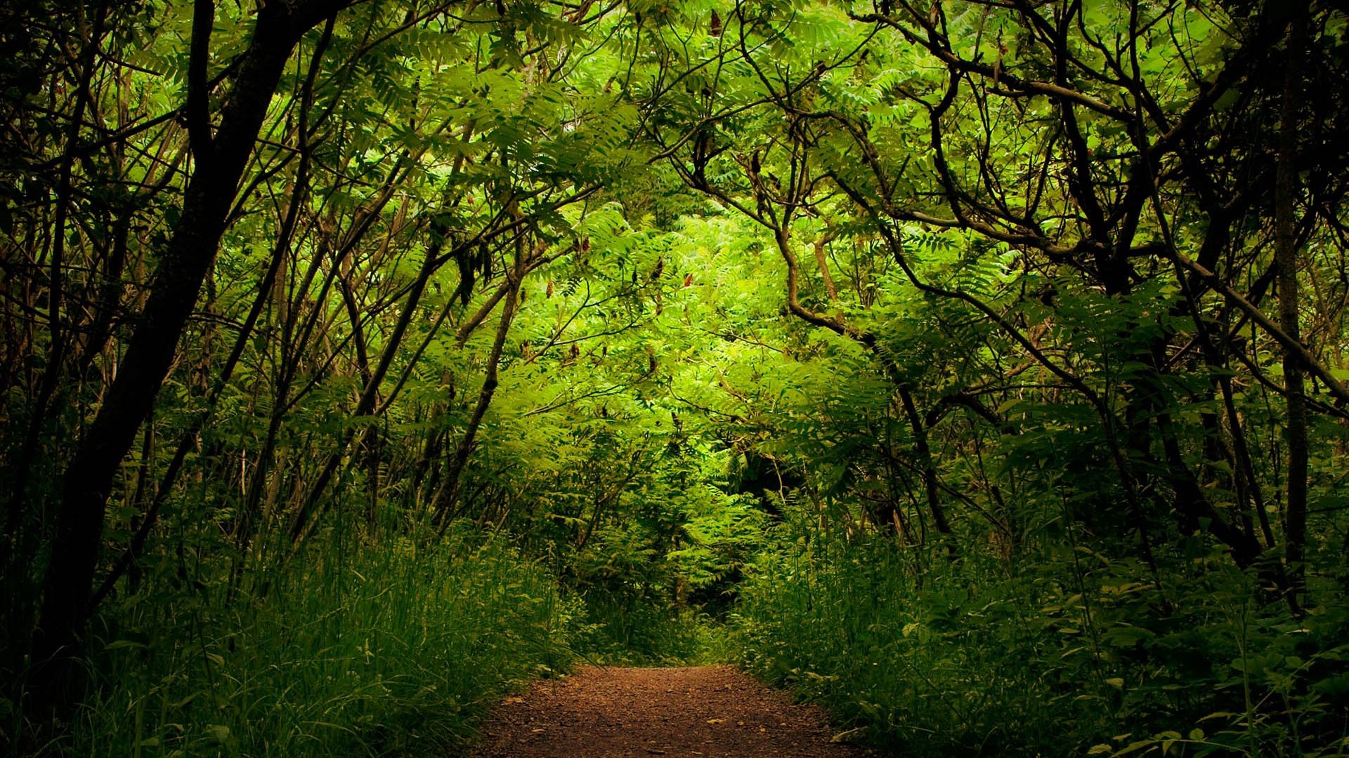 jungle, nature, green, forest, path, trail, track, unknown, obscurity, wilds mobile wallpaper