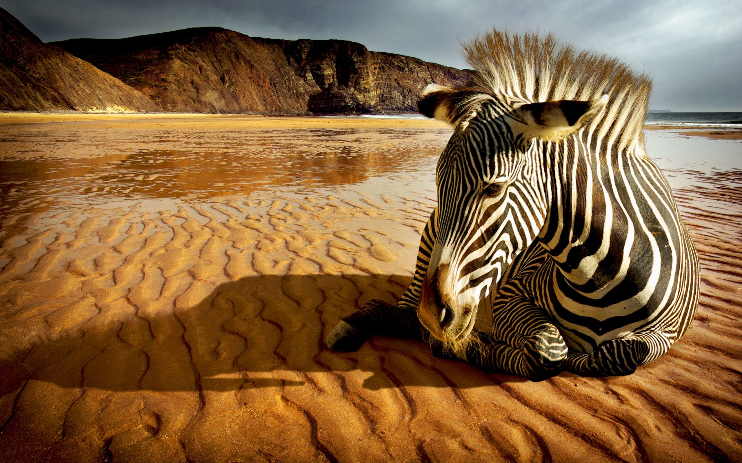 Baixe gratuitamente a imagem Animais, Paisagem, Zebra na área de trabalho do seu PC