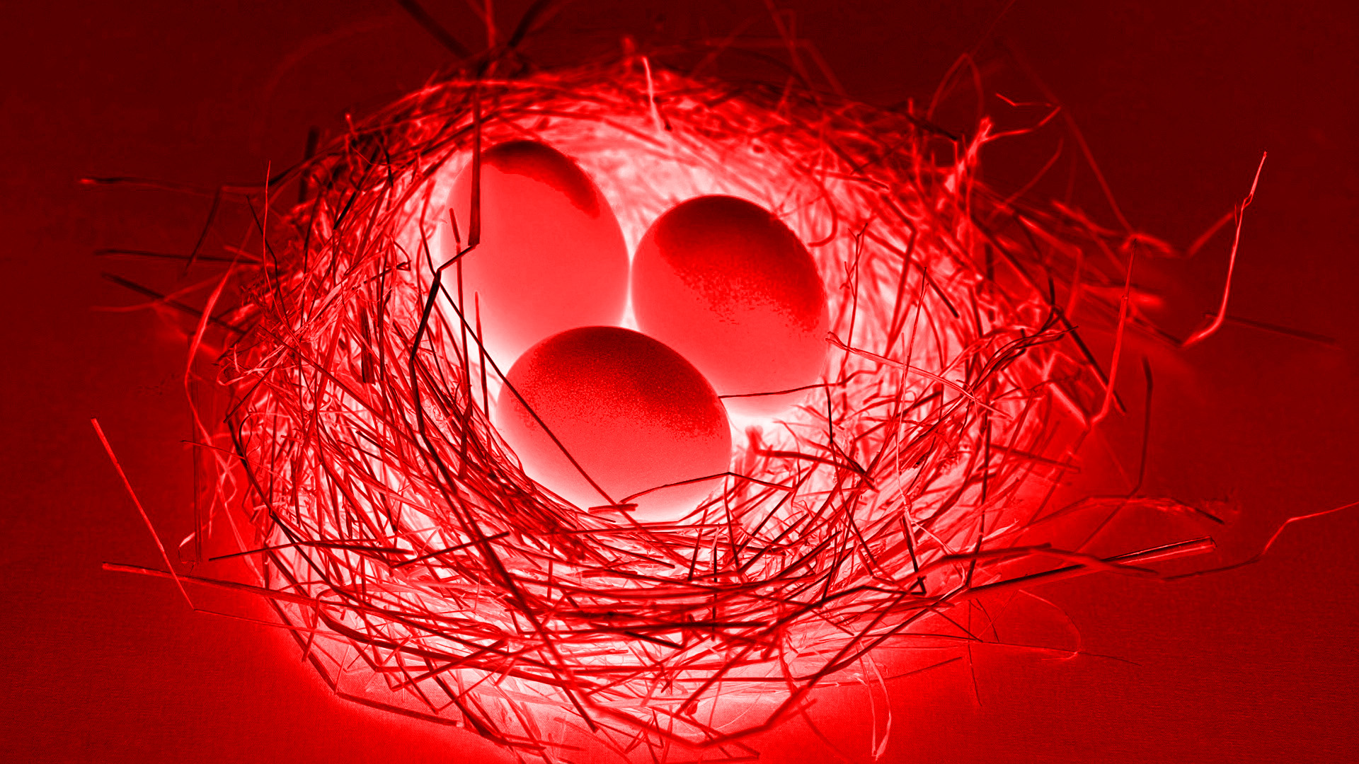 Free HD animal, nest, colors, egg, red