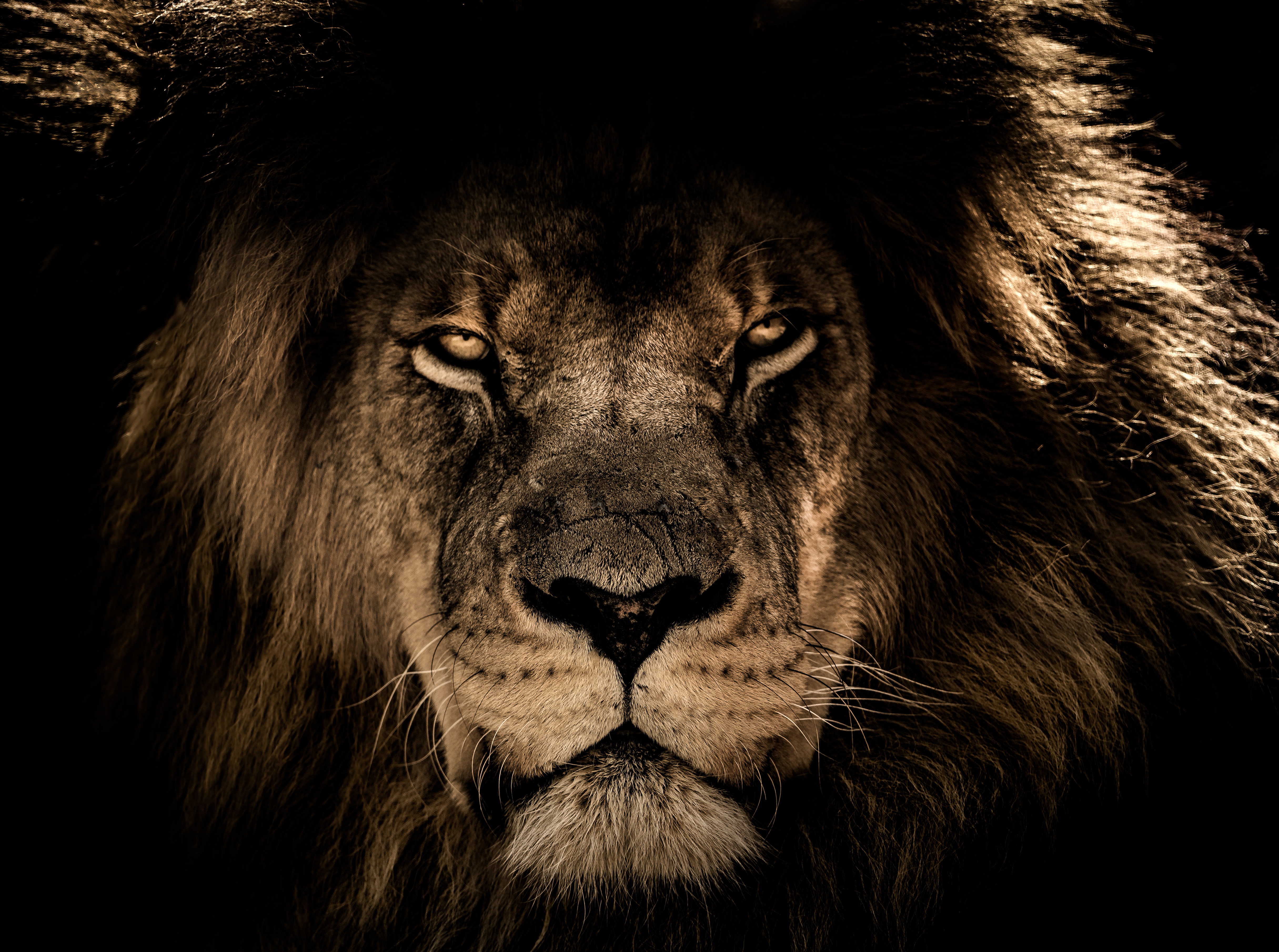 lion, muzzle, animals, predator, sight, opinion, mane download HD wallpaper