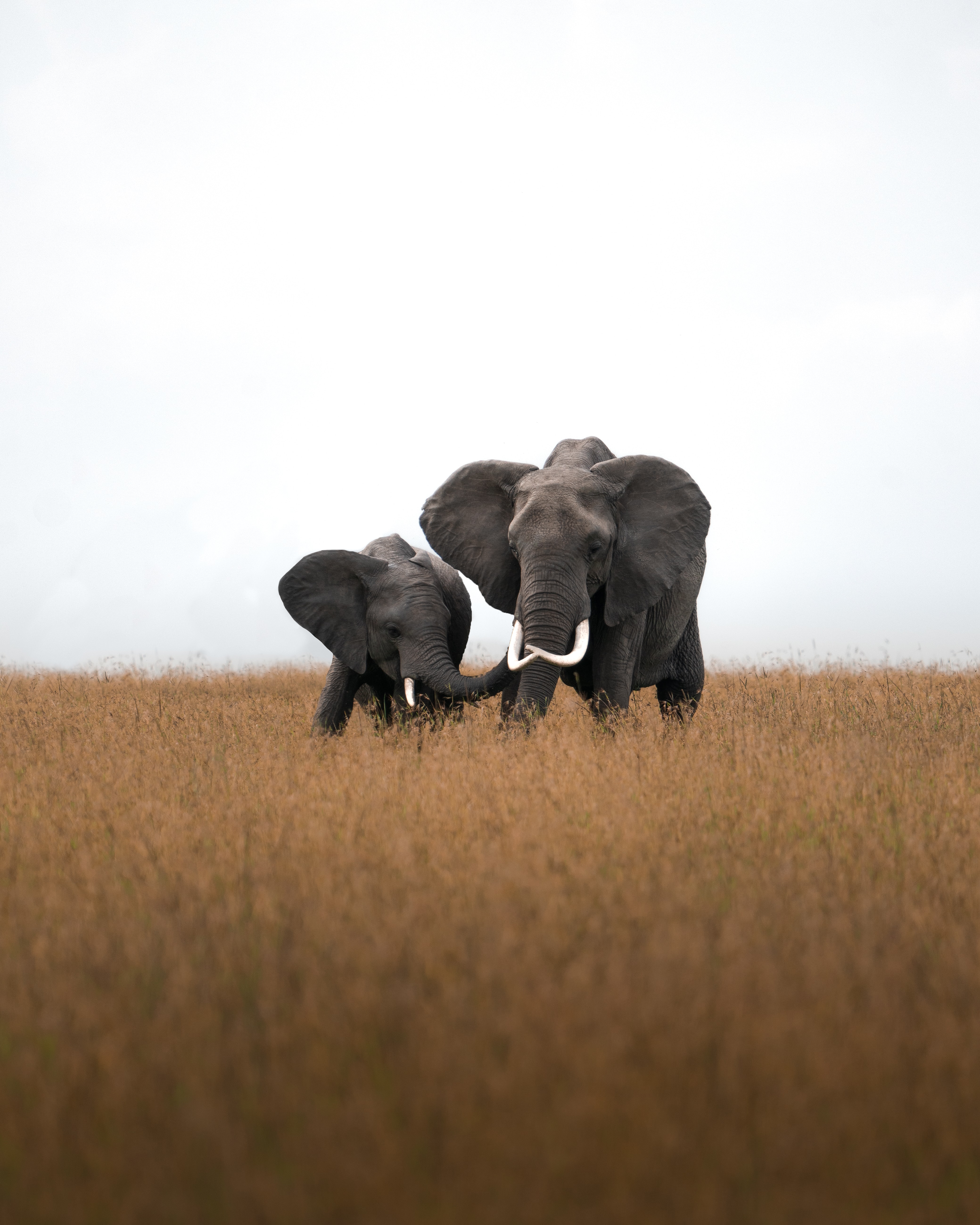 wildlife, animals, elephants, grass, field Free Stock Photo