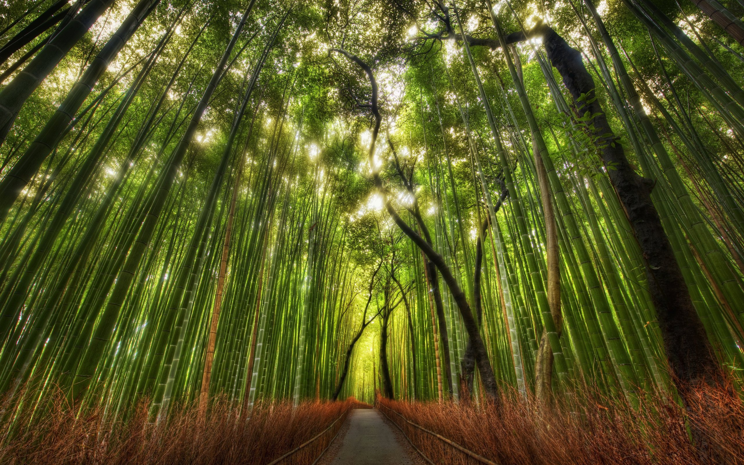 Panoramic Wallpapers Bamboo 