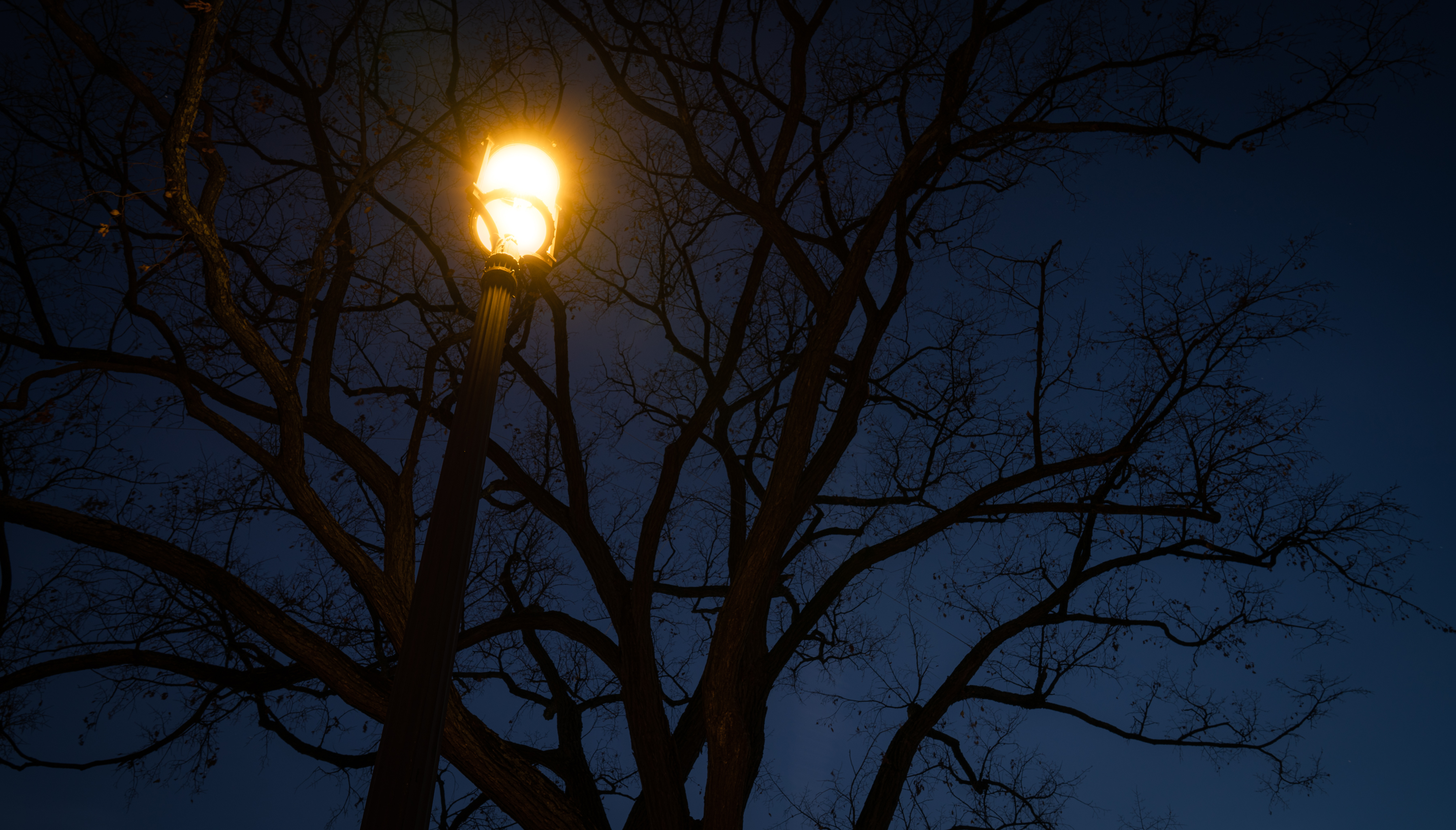 Выключаются фонари. Фонарь ночью. Дерево ночью. Уличный фонарь ночью. Фонари на деревьях.