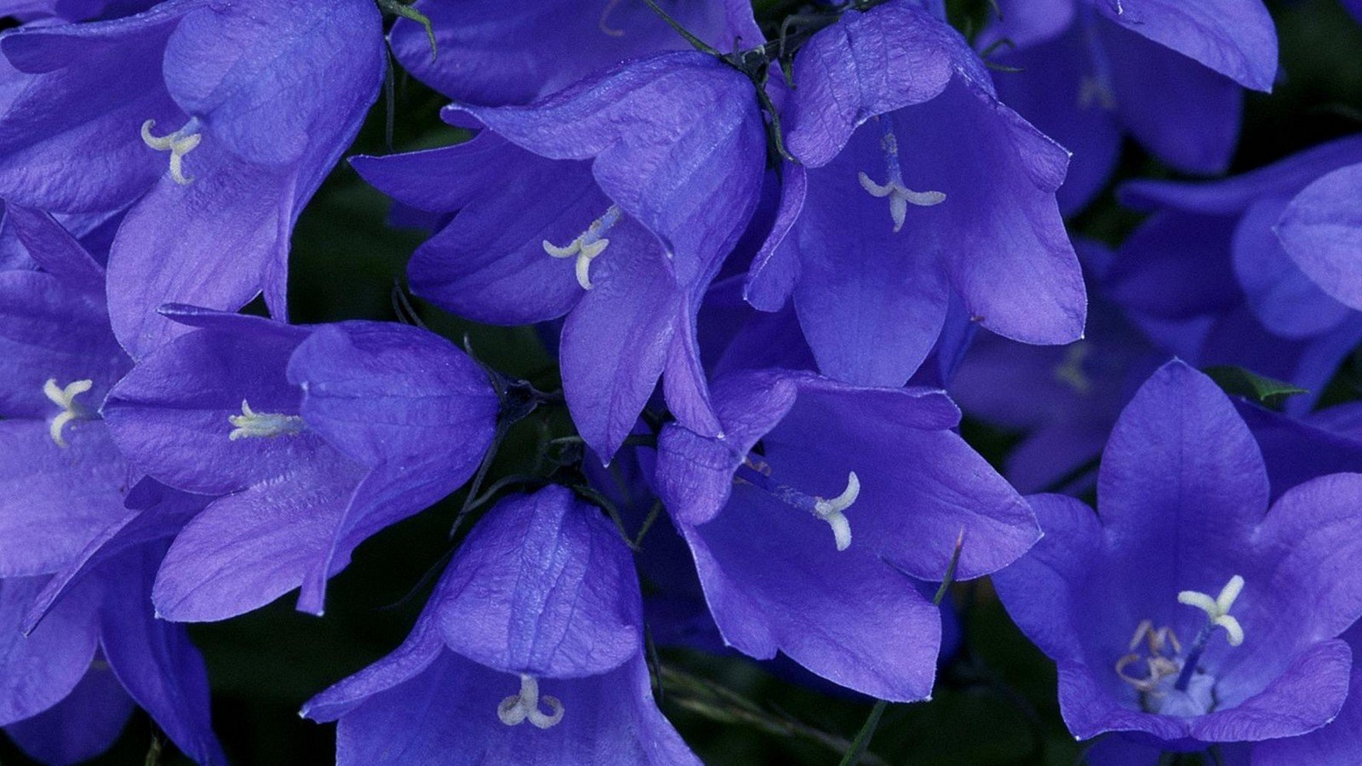 Синий колокольчик цветок