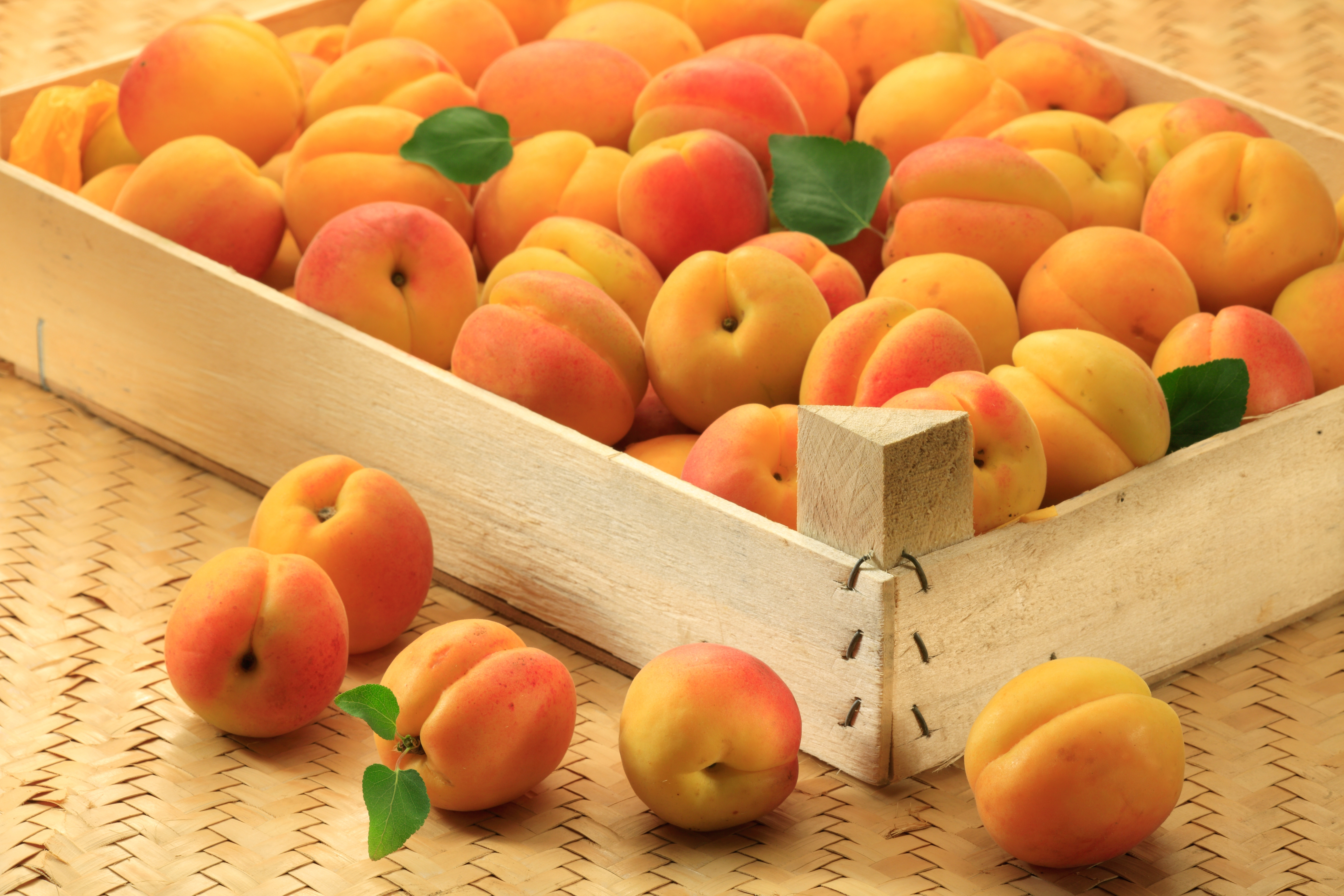 food, apricot, fruit mobile wallpaper
