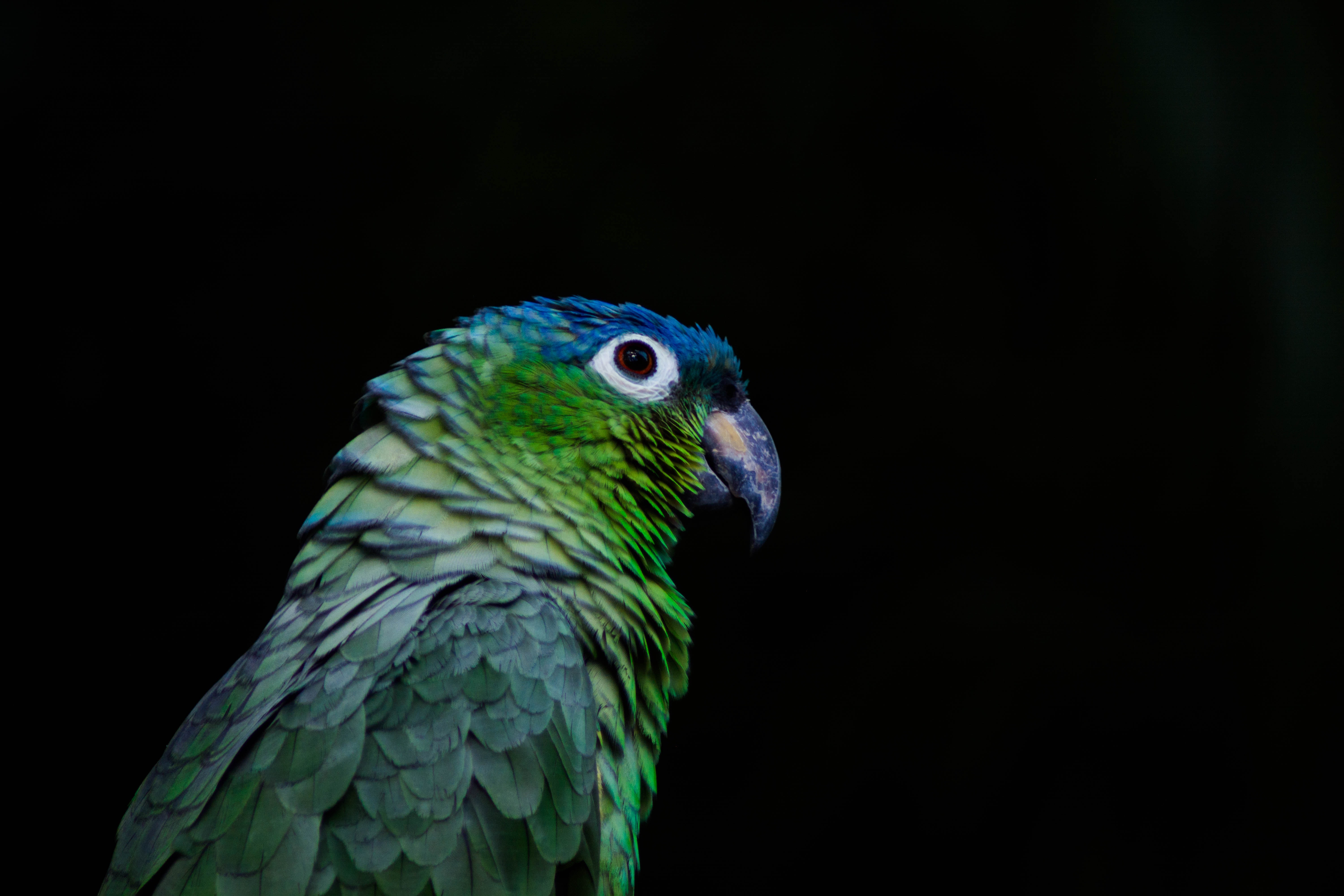 115944 Bild herunterladen tiere, papageien, vogel, schnabel, farbe, schwarzer hintergrund - Hintergrundbilder und Bildschirmschoner kostenlos