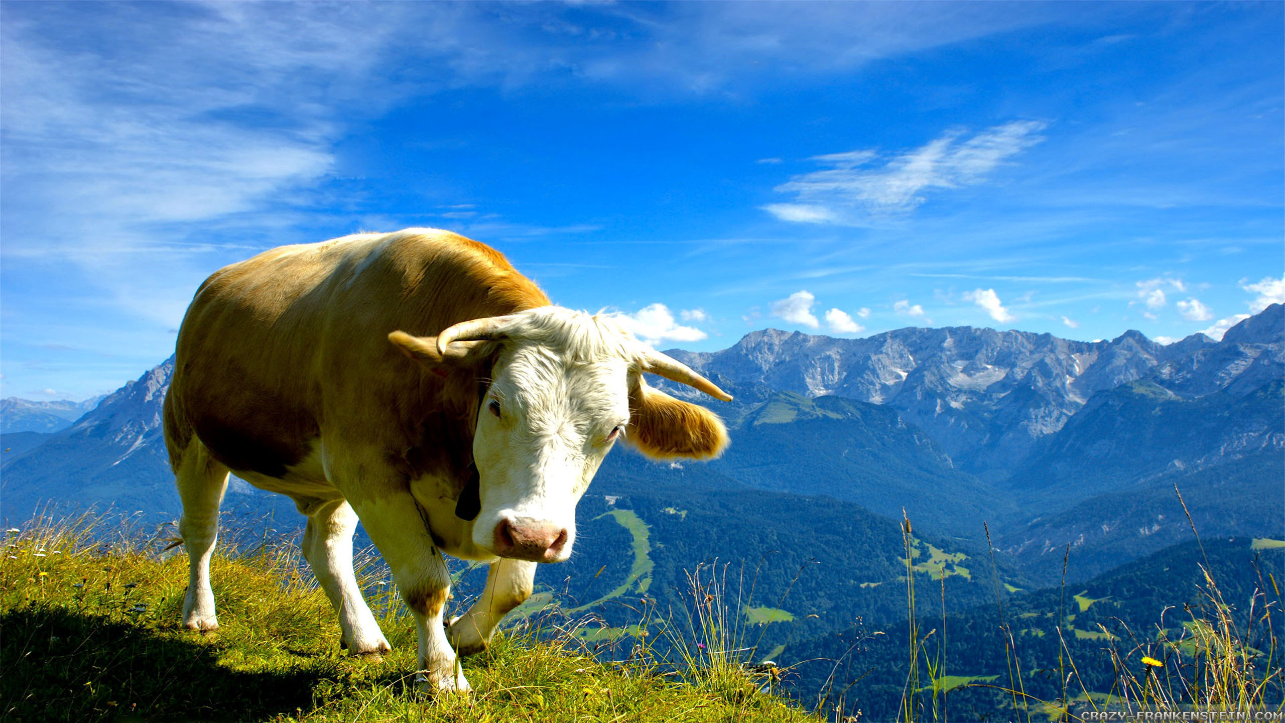 animal, cow, cattle, mountain, summer QHD