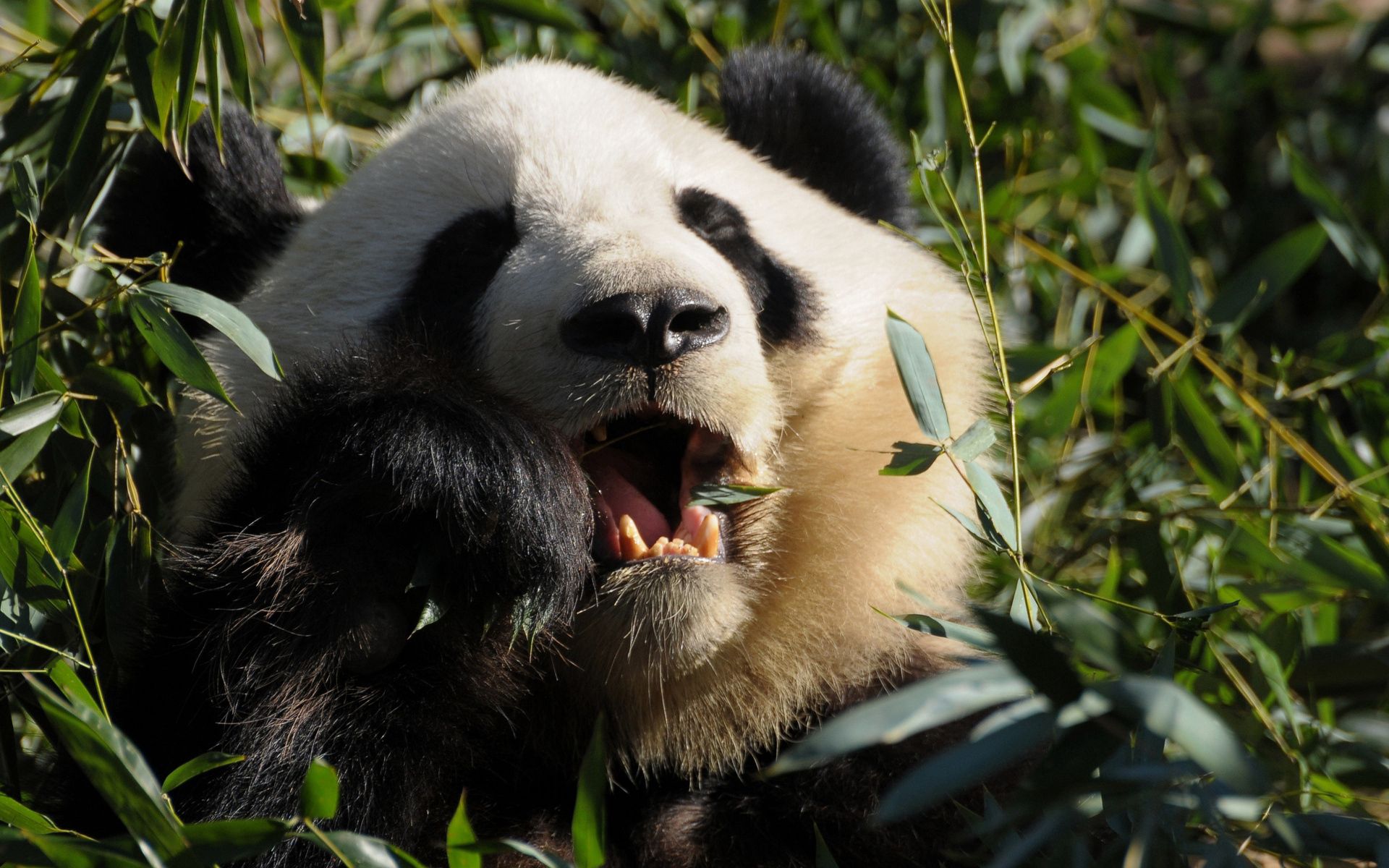 Download mobile wallpaper Grass, Food, Animals, Panda for free.