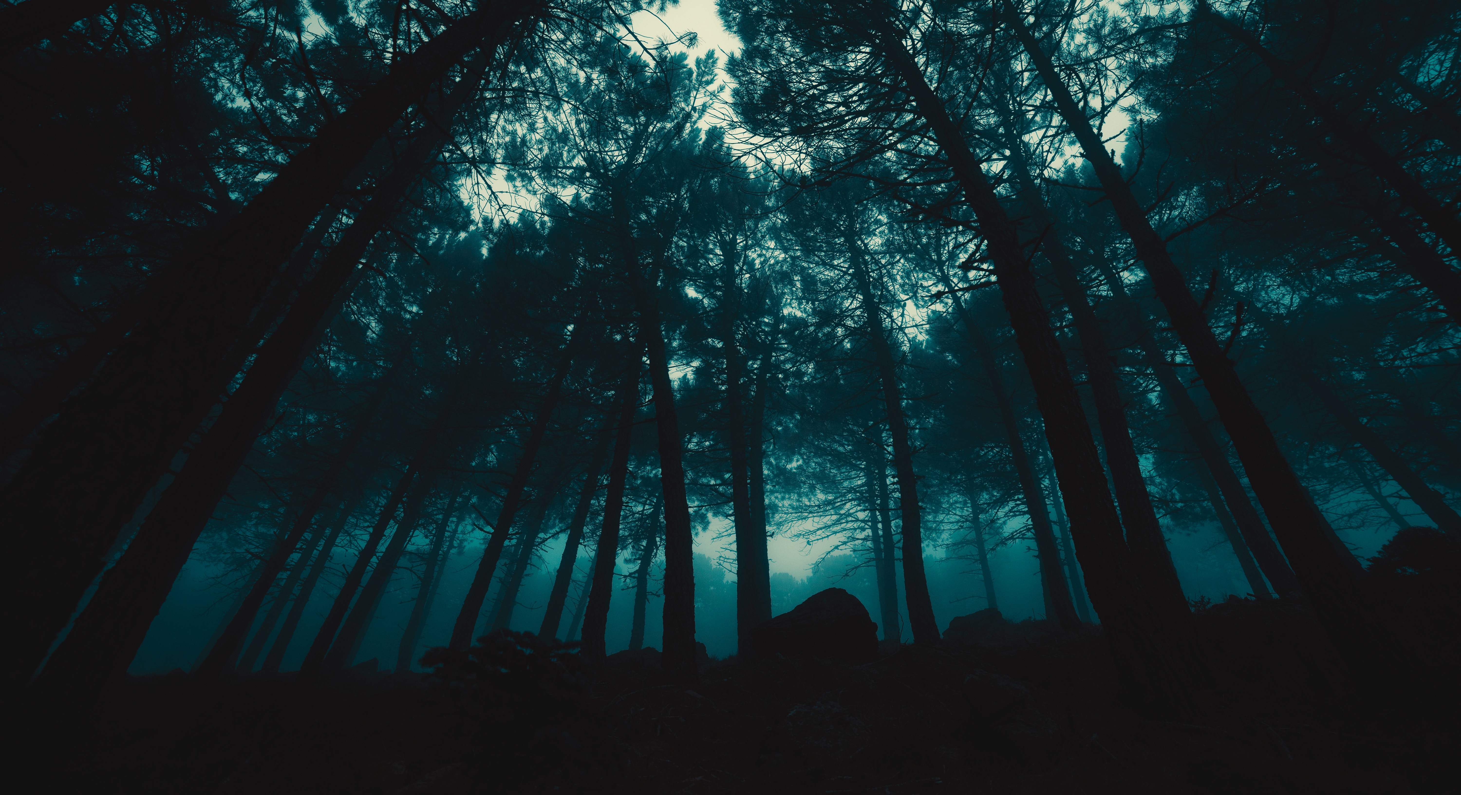 152058 Hintergrundbild herunterladen dunkel, abend, bäume, wald, nebel - Bildschirmschoner und Bilder kostenlos