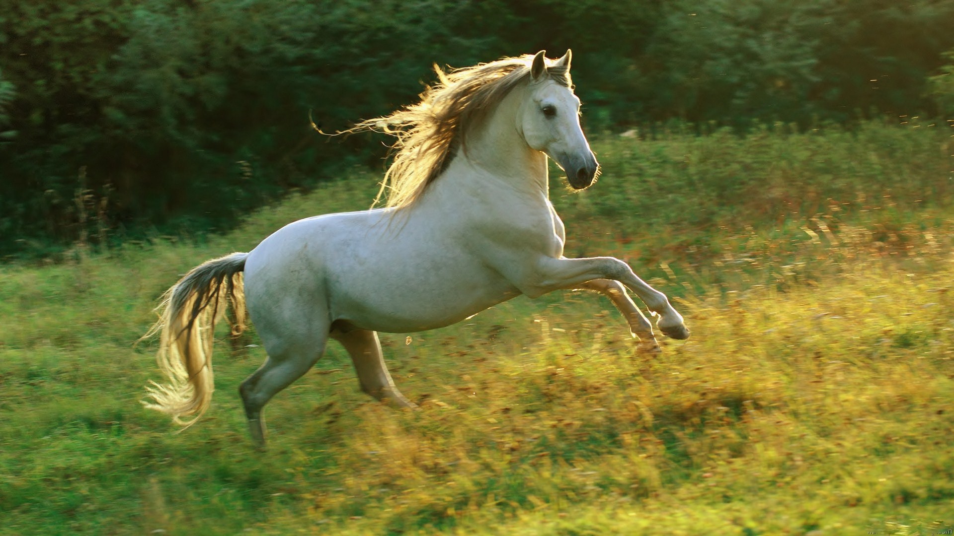 Лошадь бежит
