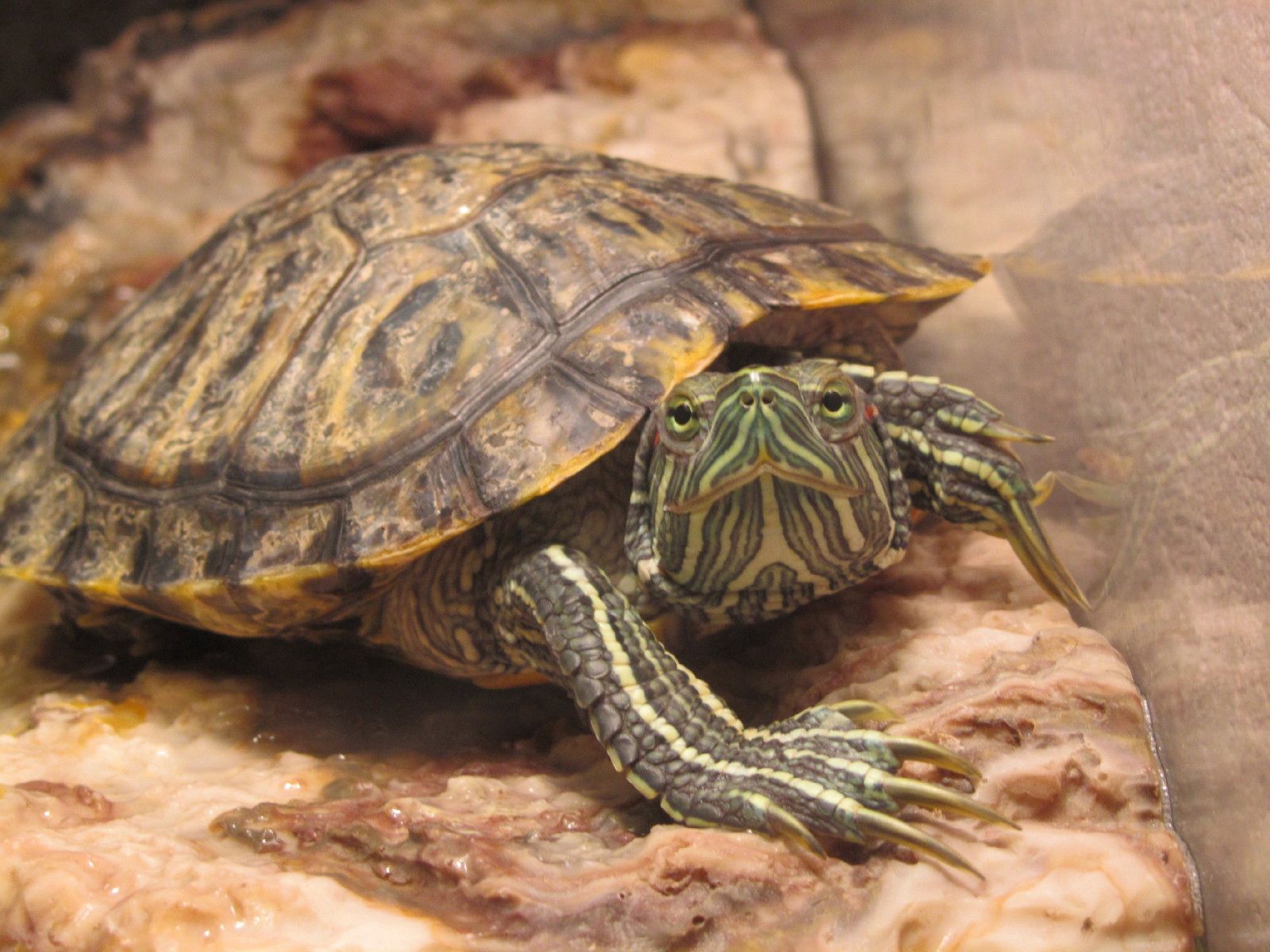 animals, sight, opinion, carapace, shell, turtle iphone wallpaper