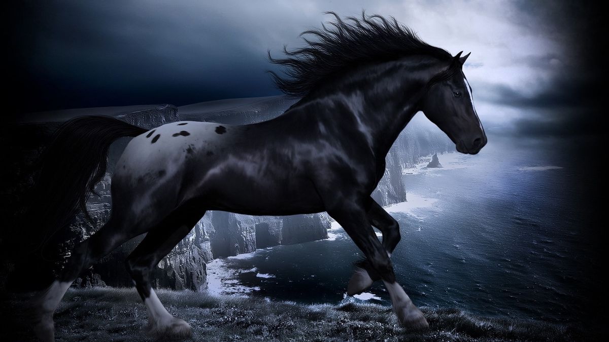 Сонник черная лошадь. Лошадь черный. Темная лошадь. Лошадь на темном фоне. Две черные лошади.