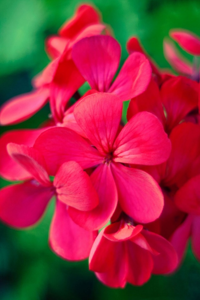 earth, geranium, nature, flower, flowers wallpapers for tablet