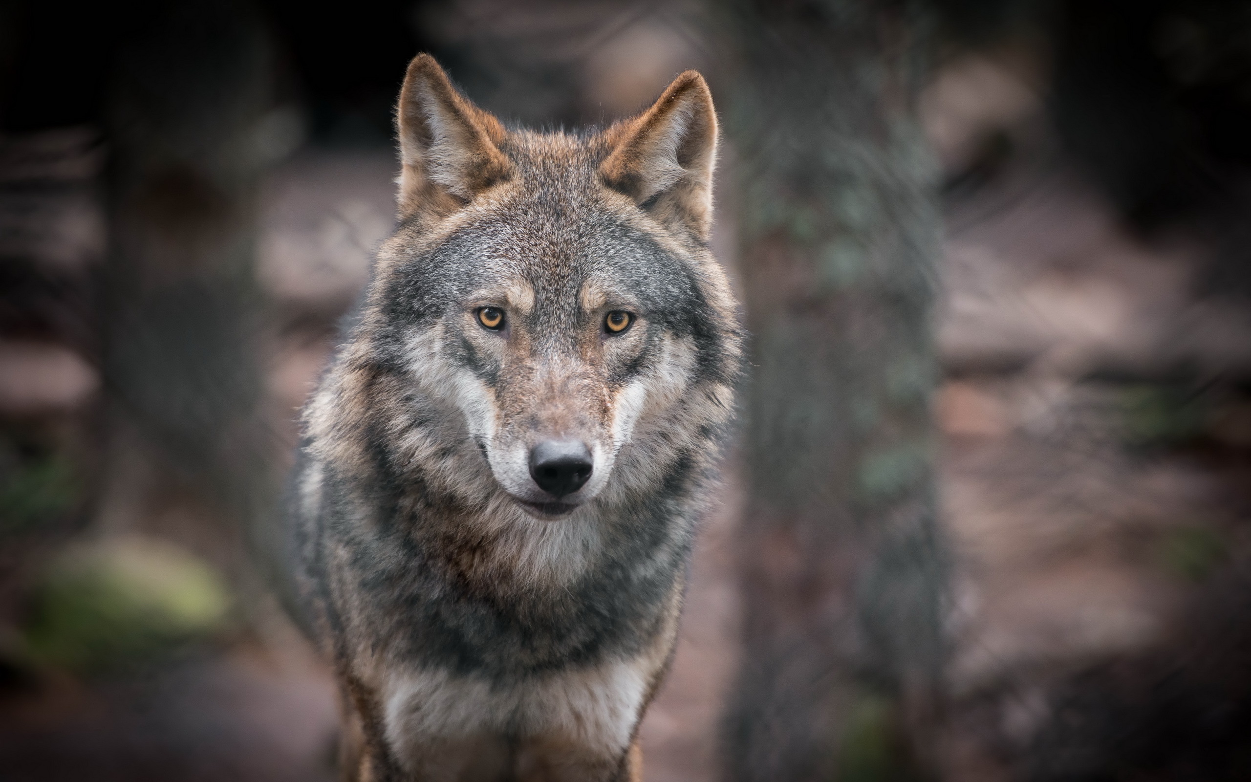 R wolf. Волк санитар леса. Серый волк хищники. Волк серый. Морда волка.