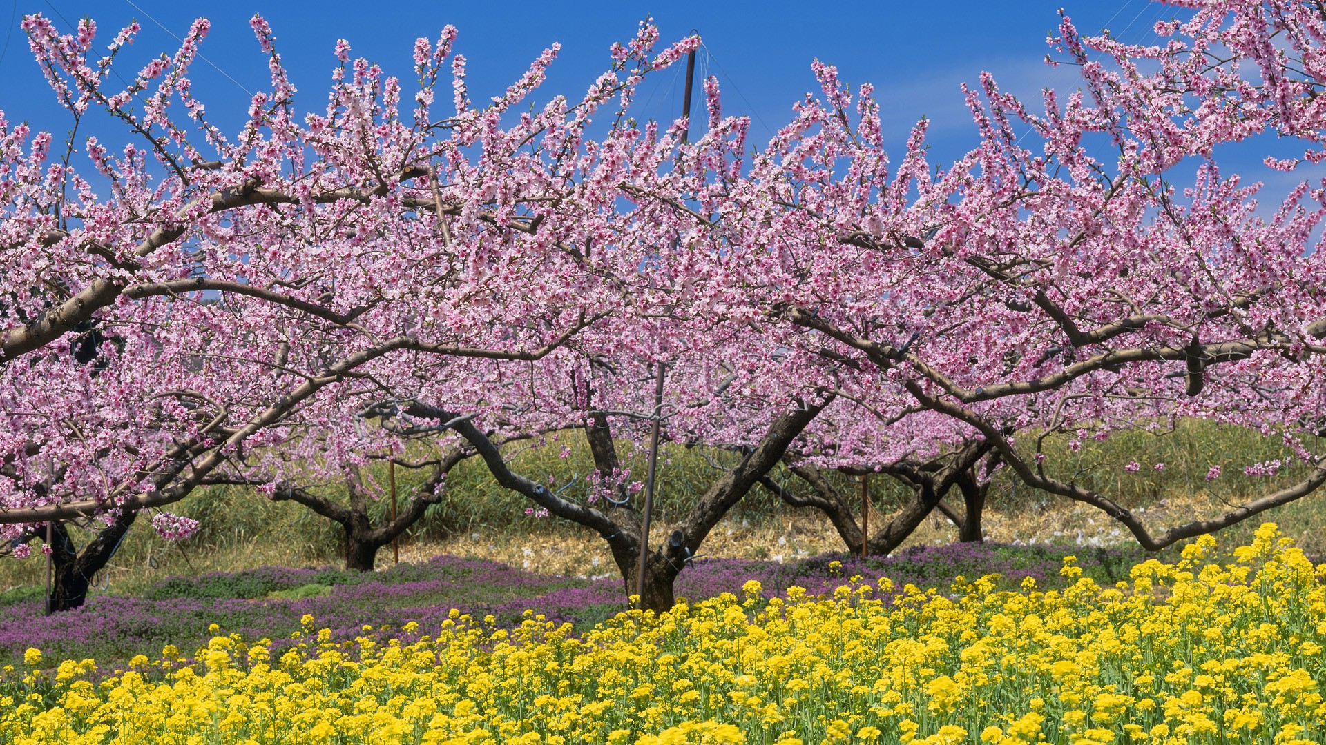 1502977 baixar imagens terra/natureza, primavera, florescer, flor, flor rosa, árvore, flor amarela - papéis de parede e protetores de tela gratuitamente