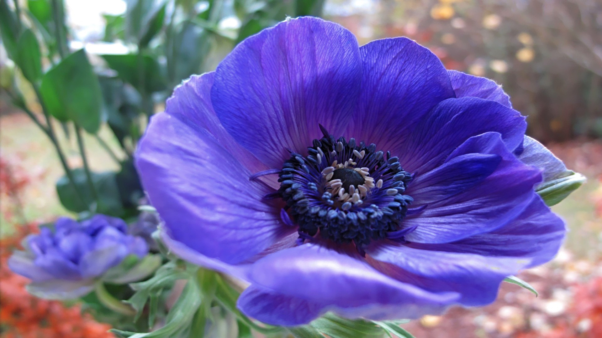 Адонис синий цветок