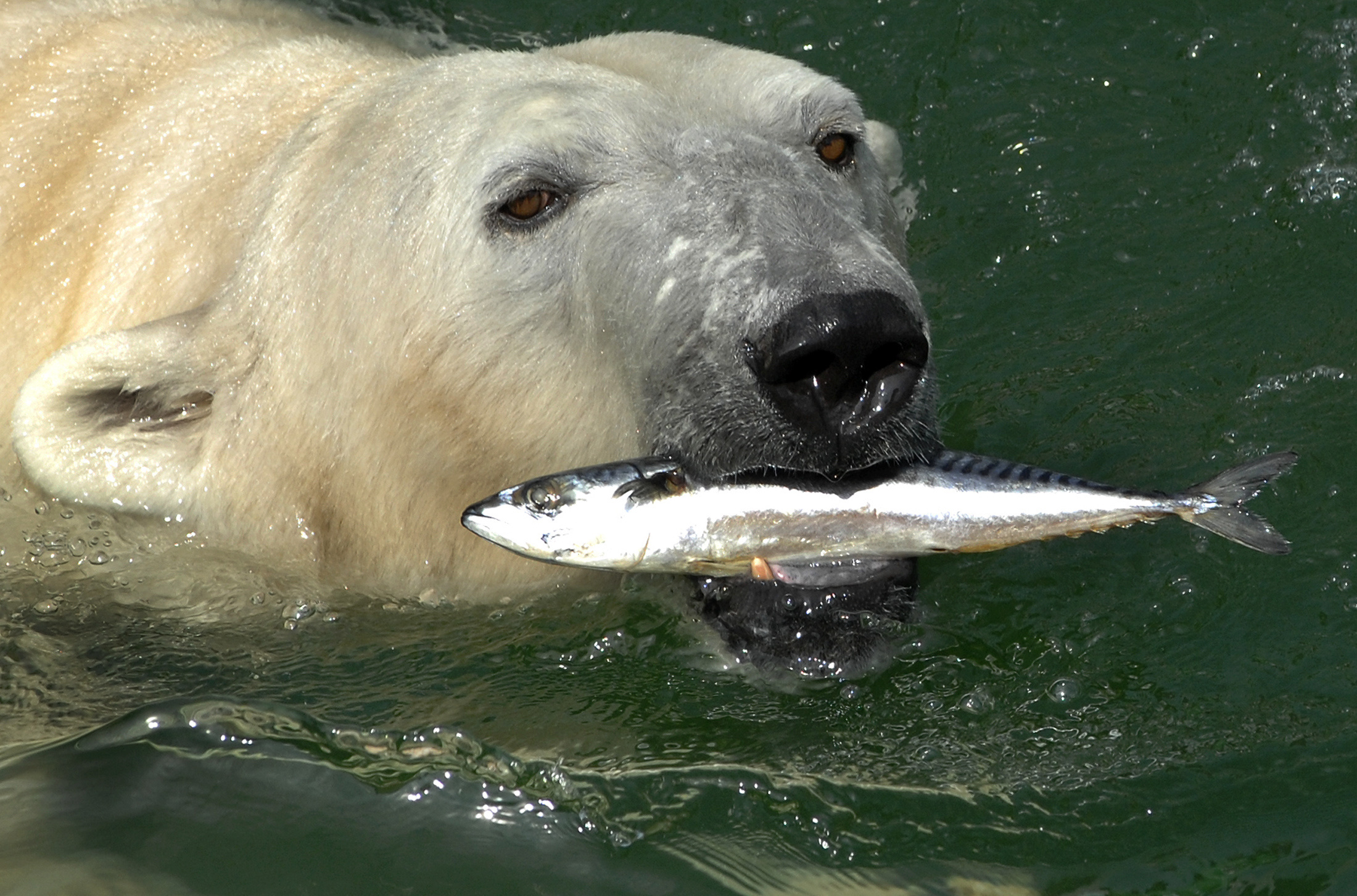 Белый медведь ловит рыбу