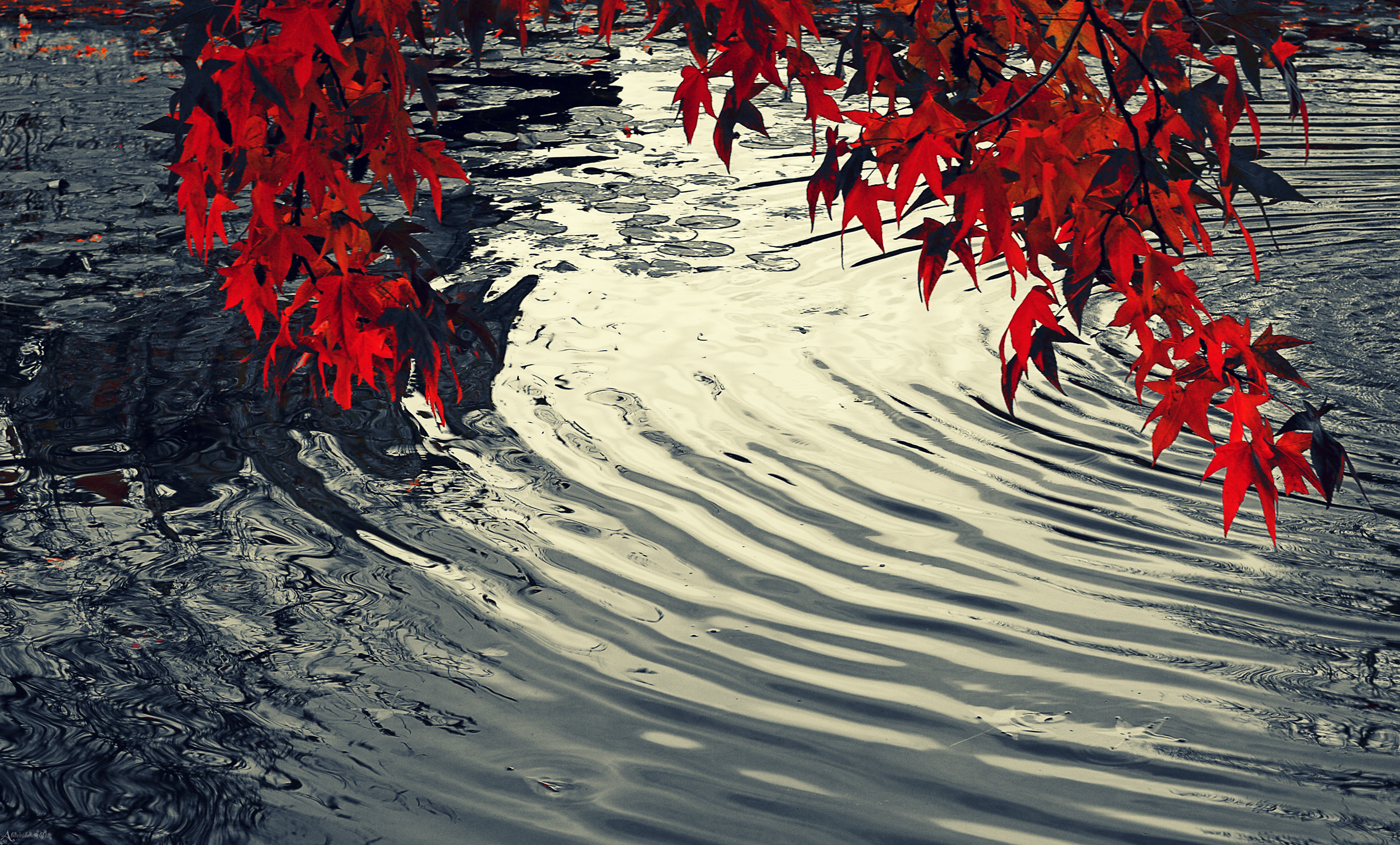 Попав в листья вода с поверхности. Красные листья на воде. Листья над водой. Отражение деревьев в воде. Осенние листья на воде.