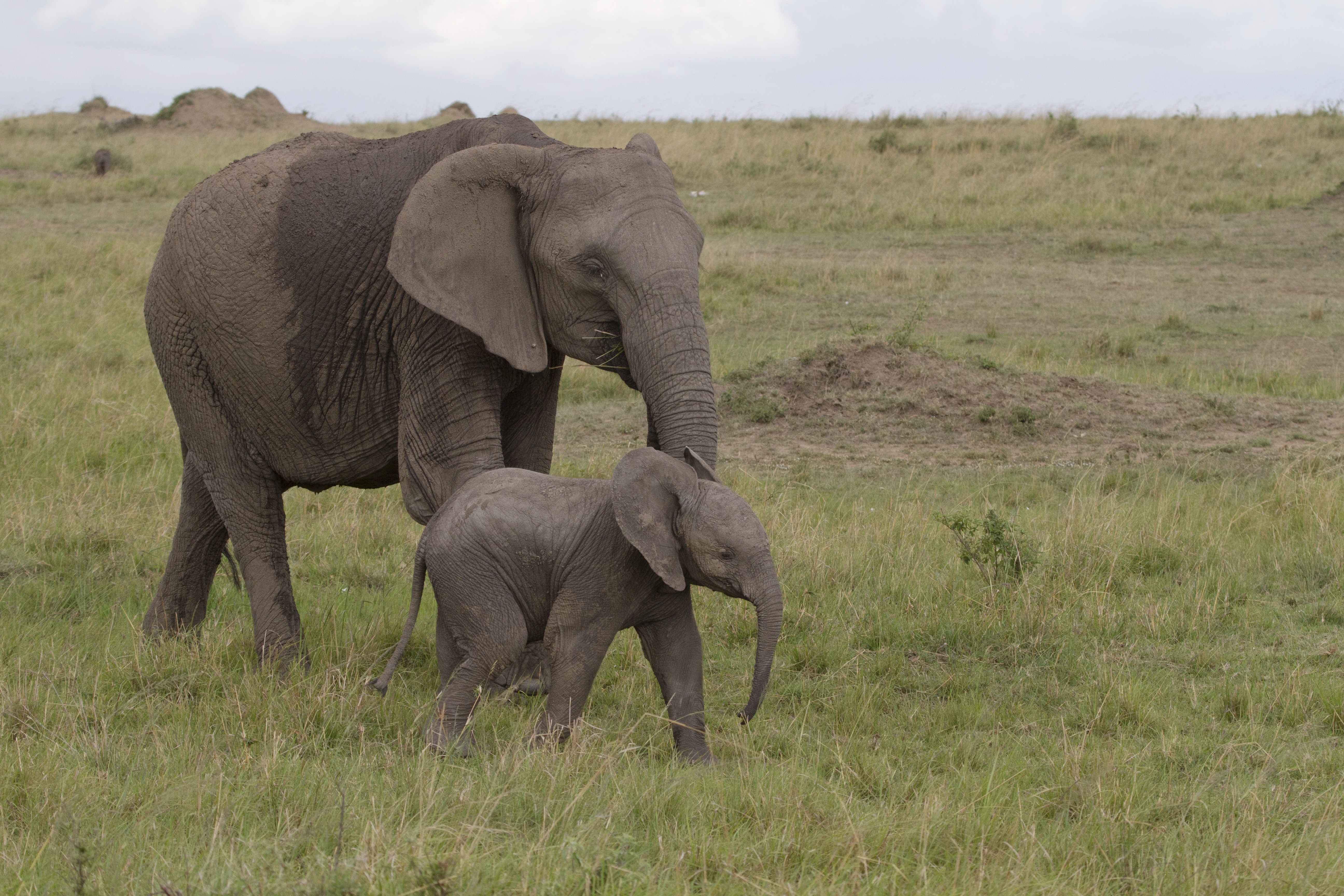 elephant, love, animals, nature, africa, baby elephant, elephant calf 5K