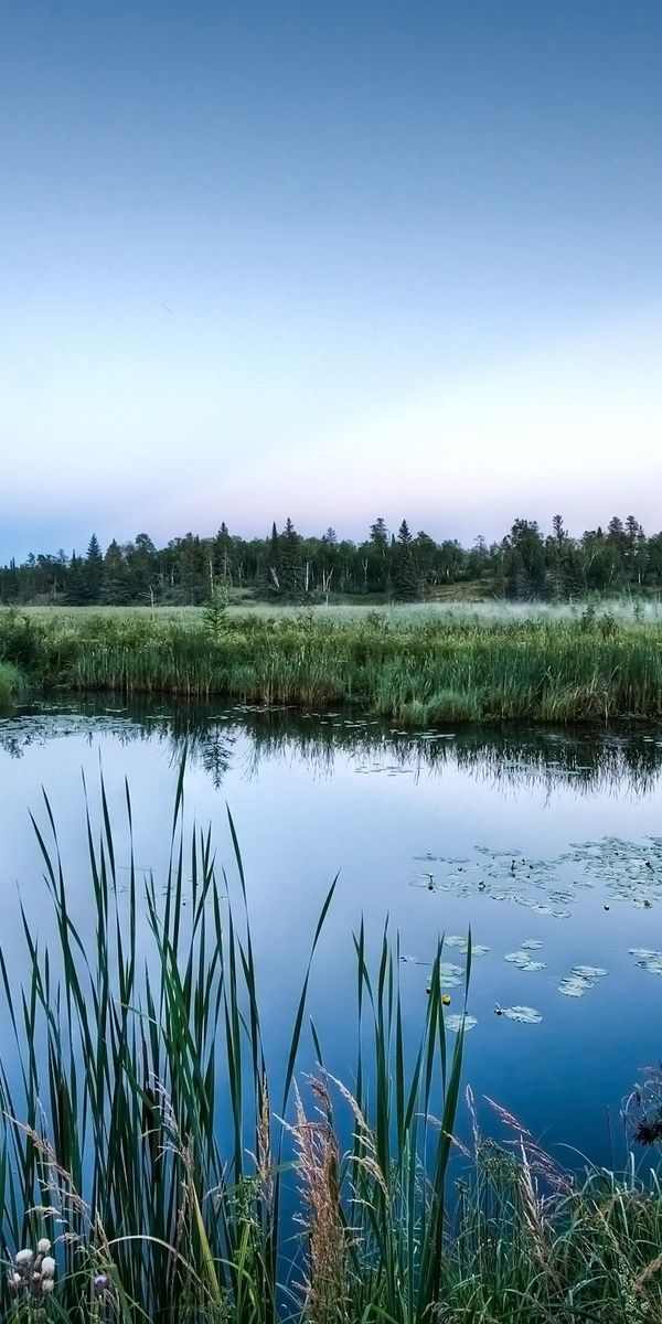 Земля водные. Топи озеро. Заболоченное озеро. Озеро болото. Природа водоем.