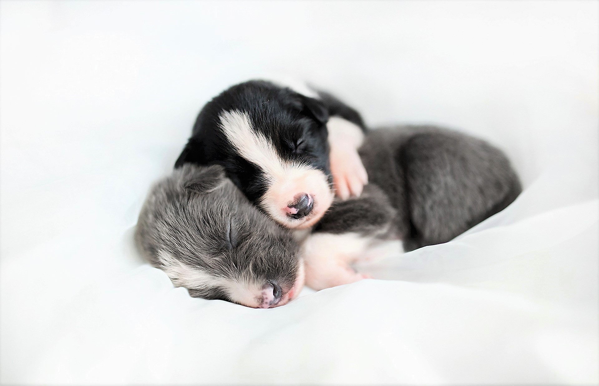 Спящий новорожденный щеночек