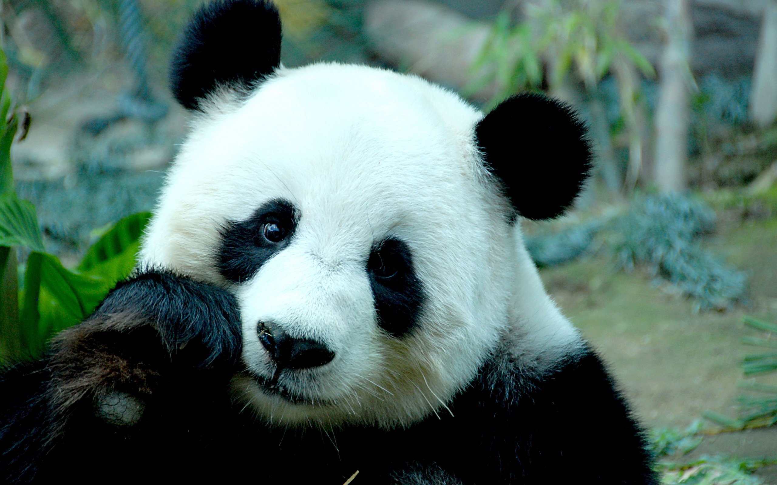 32212 Bild herunterladen tiere, pandas, türkis - Hintergrundbilder und Bildschirmschoner kostenlos