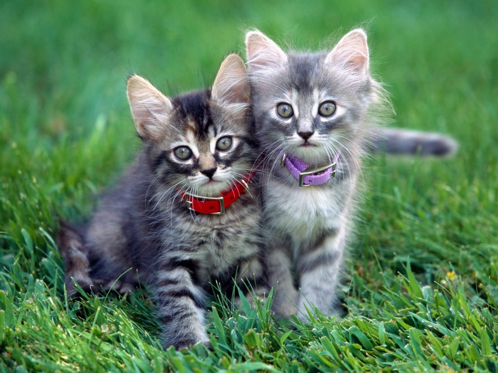 Laden Sie das Grass, Paar, Kragen, Halsband, Tiere, Kätzchen-Bild kostenlos auf Ihren PC-Desktop herunter