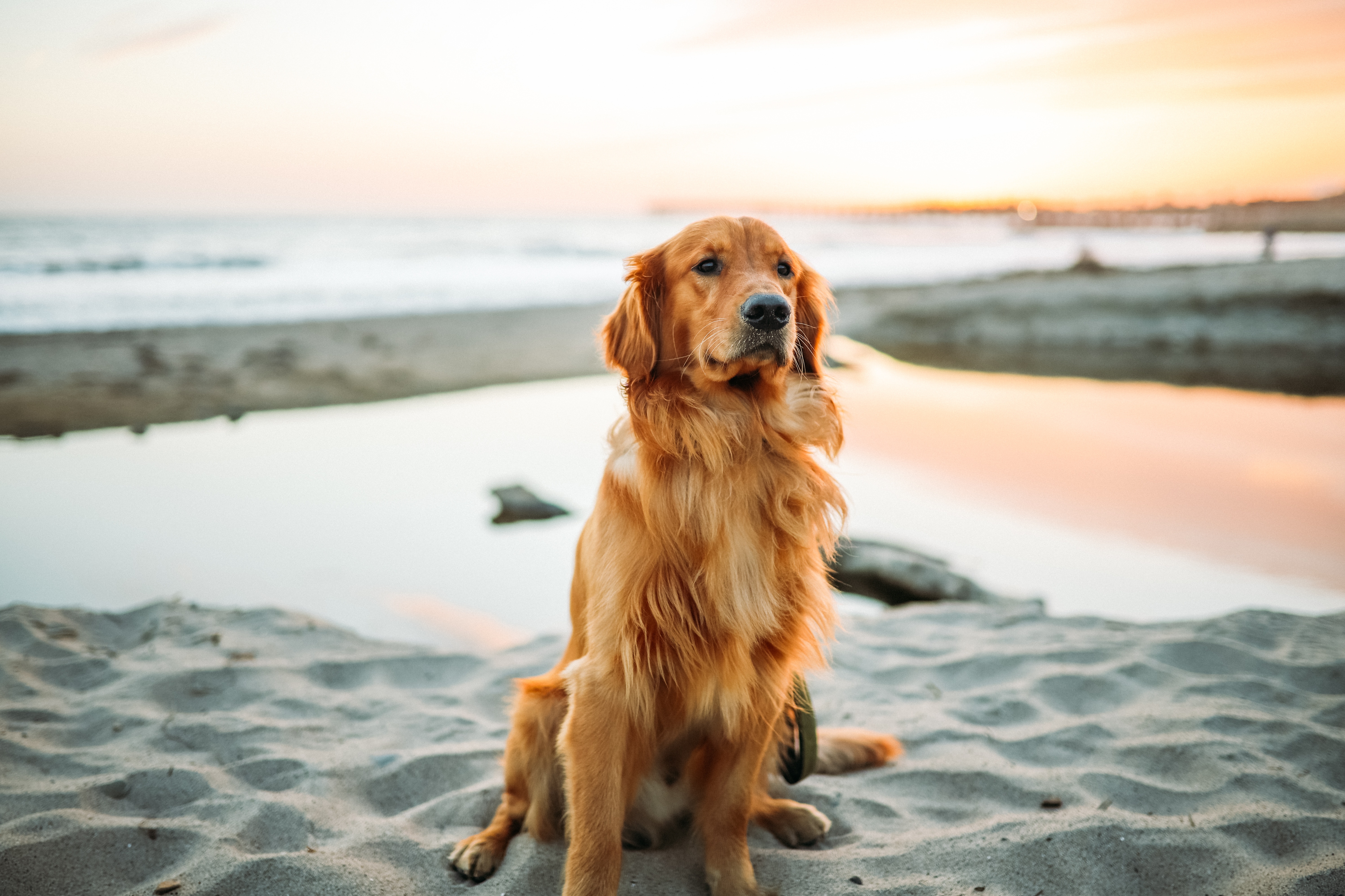 golden retriever, dog, animals, sand, is sitting, sits