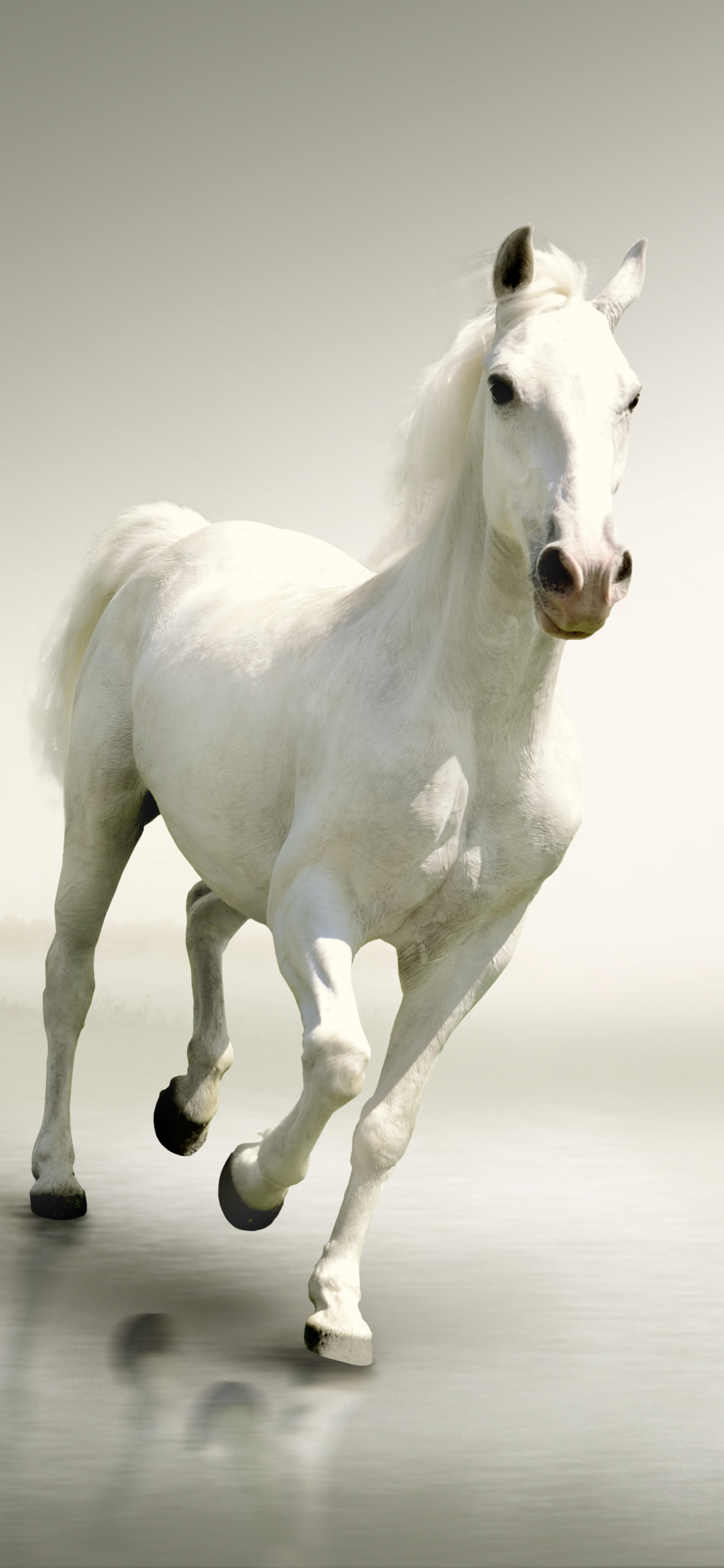 Horse Mobile Image | 2160x3840 resolution wallpaper