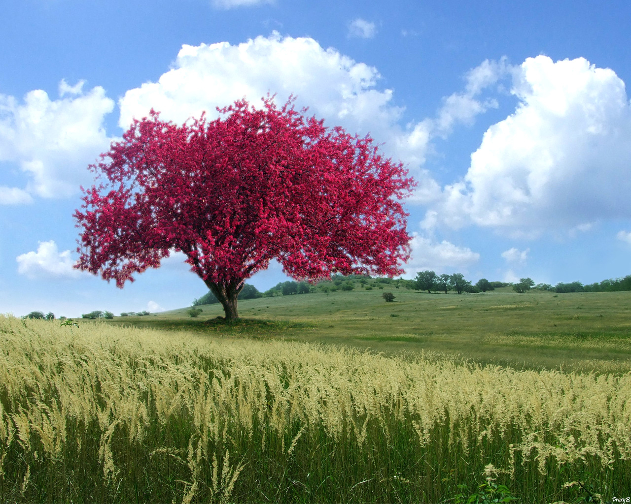Одинокое цветущее дерево в поле
