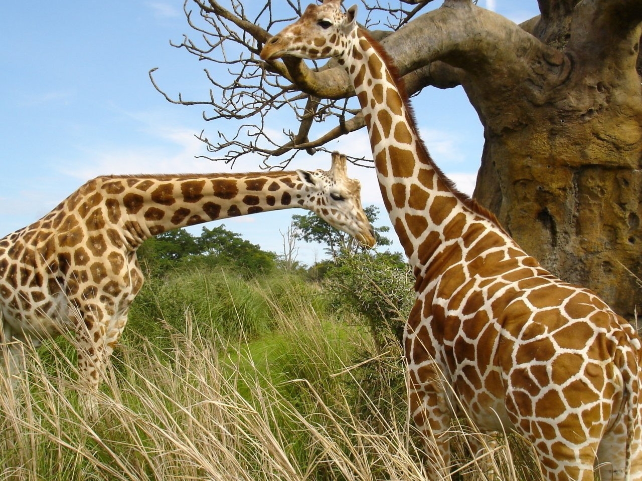 Download mobile wallpaper Animals, Giraffes for free.