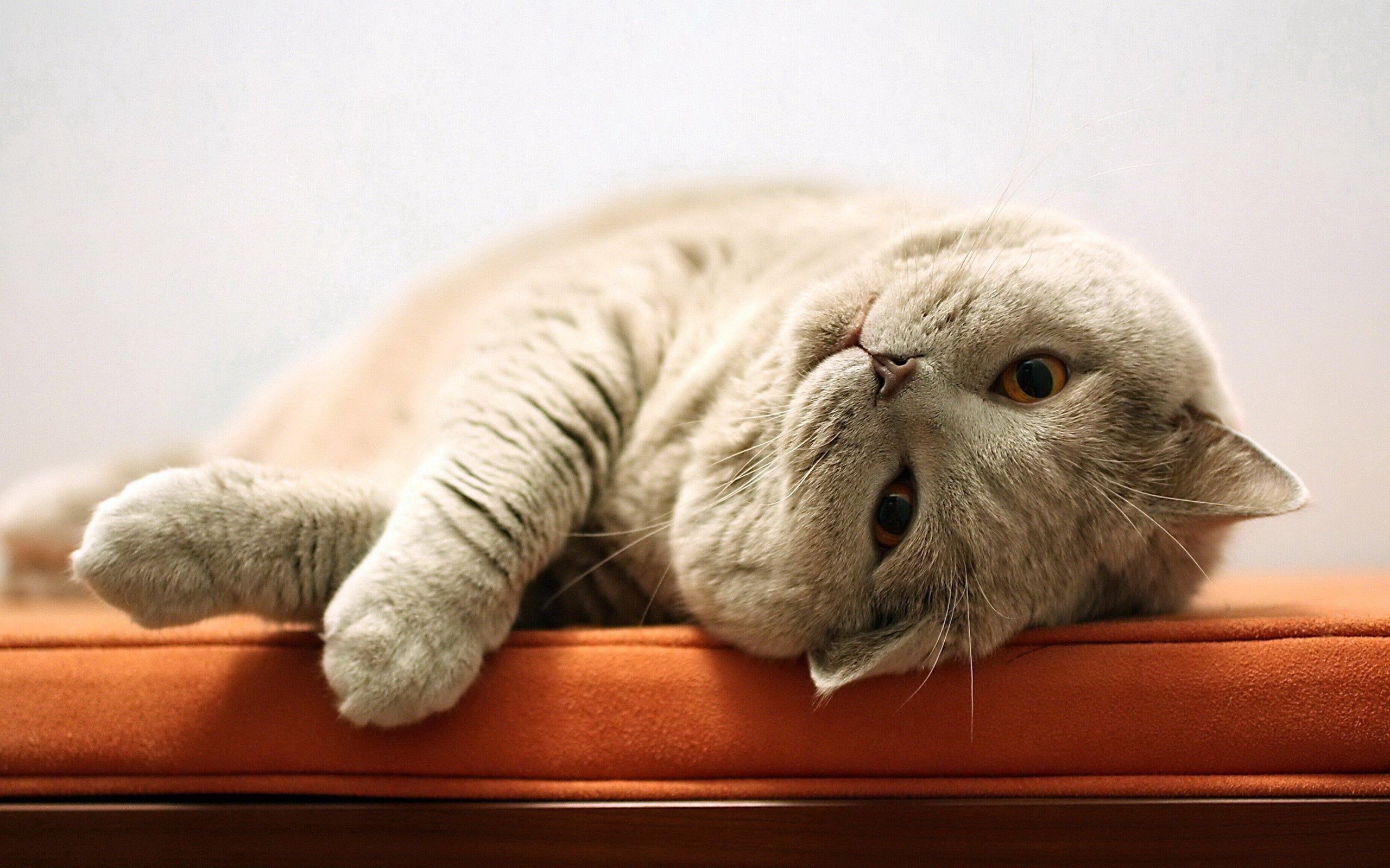 animals, cat, to lie down, lie, fat, thick, playful Free Stock Photo