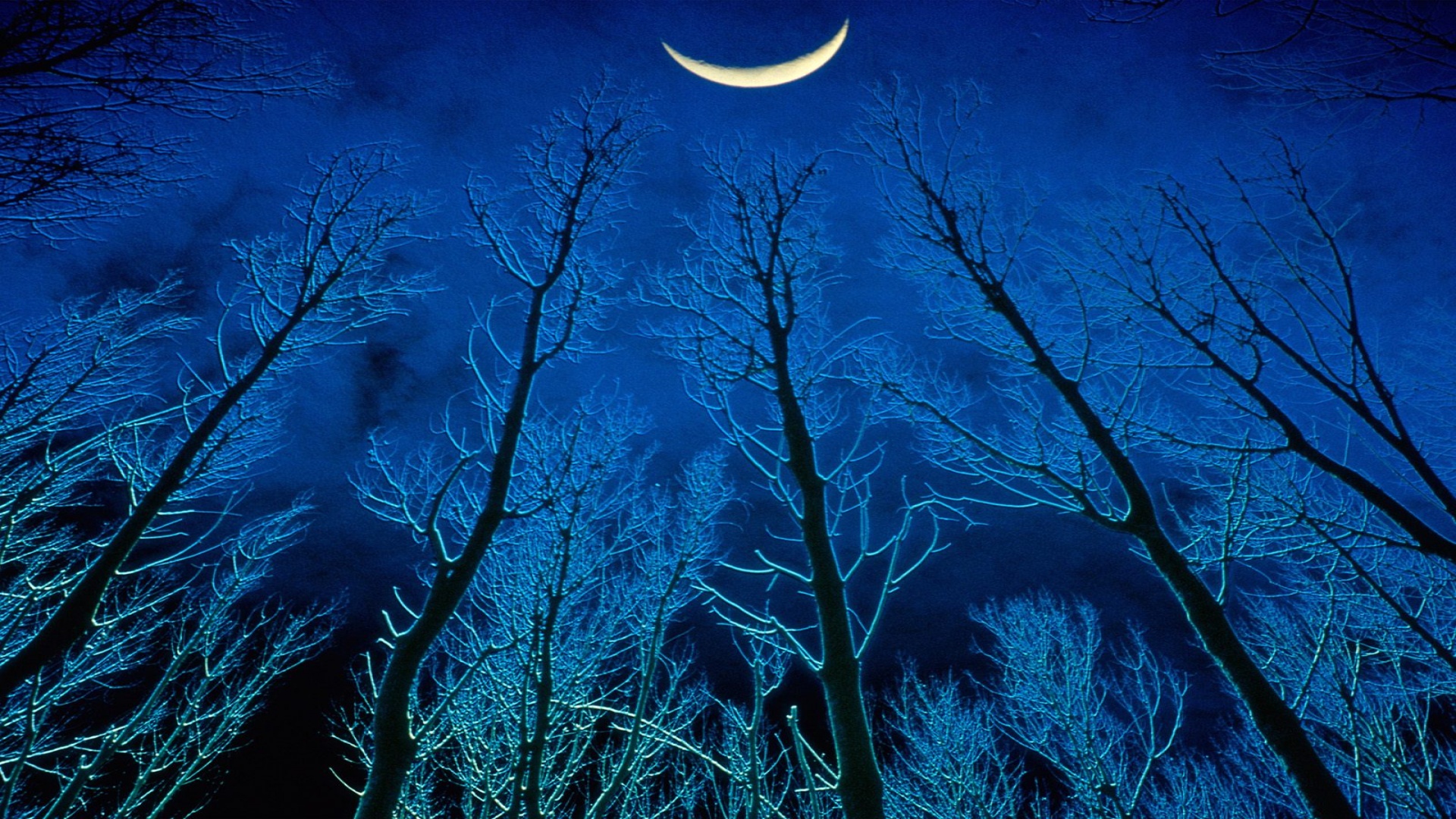 Download mobile wallpaper Night, Moon, Forest, Tree, Artistic, Crescent for free.