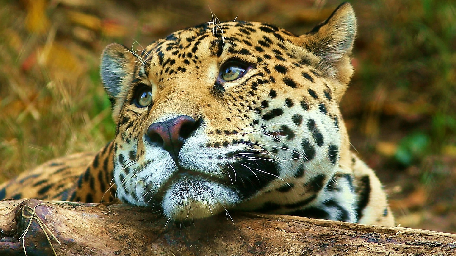 animal, leopard