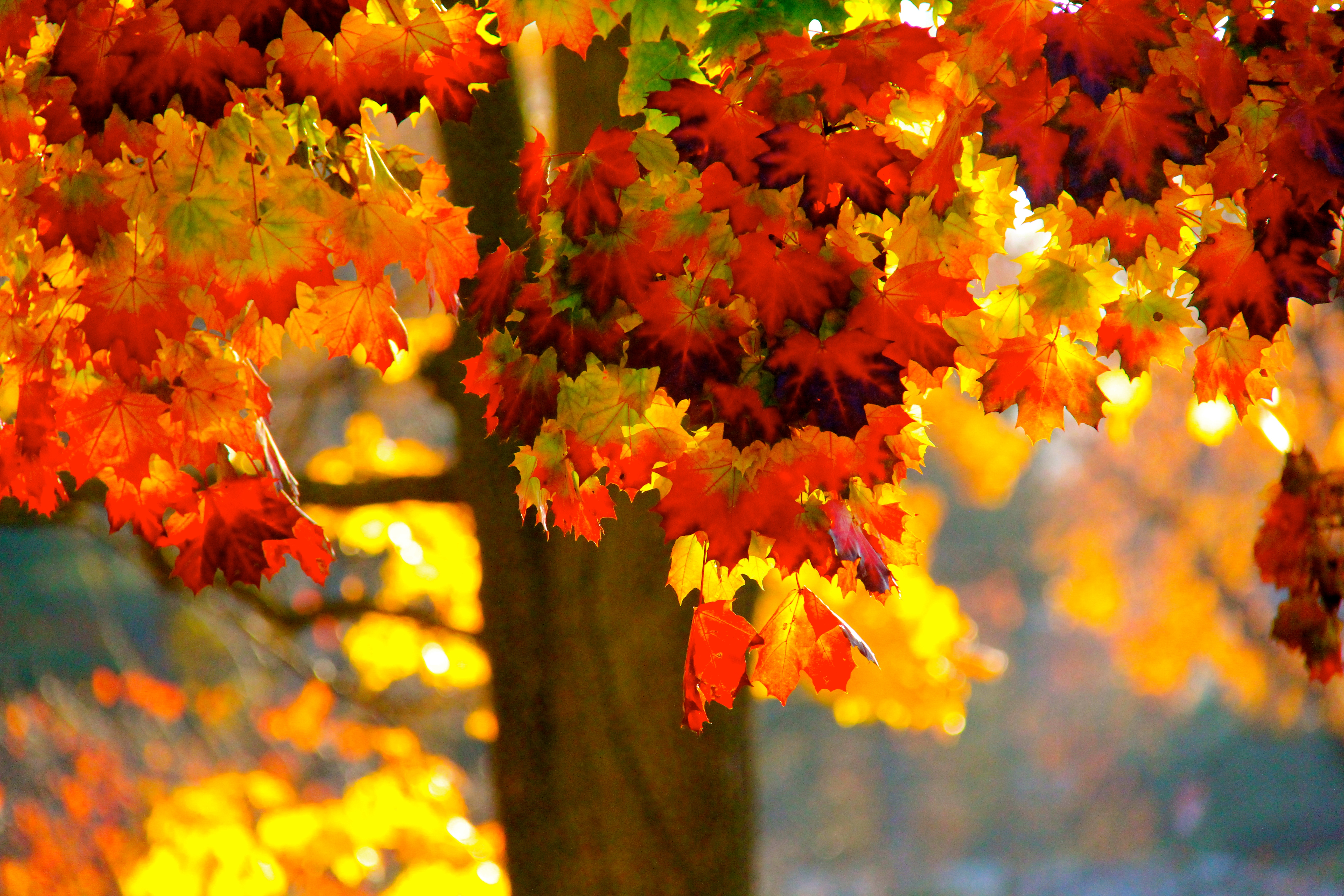 Красный золотой осень. Осенний клен Заболоцкий. Осень. Красивая осень. Осеннее дерево.