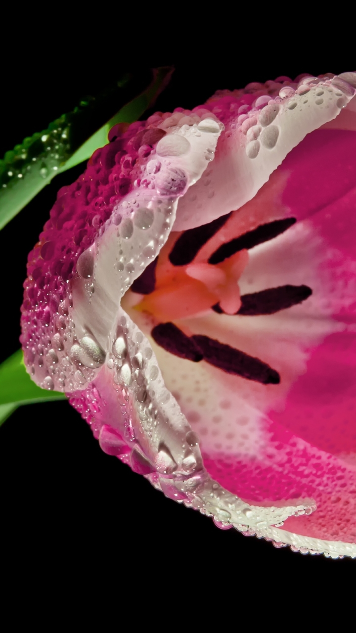 Download mobile wallpaper Flowers, Flower, Macro, Earth, Tulip, Stem, Water Drop, Pink Flower, Dew Drop for free.