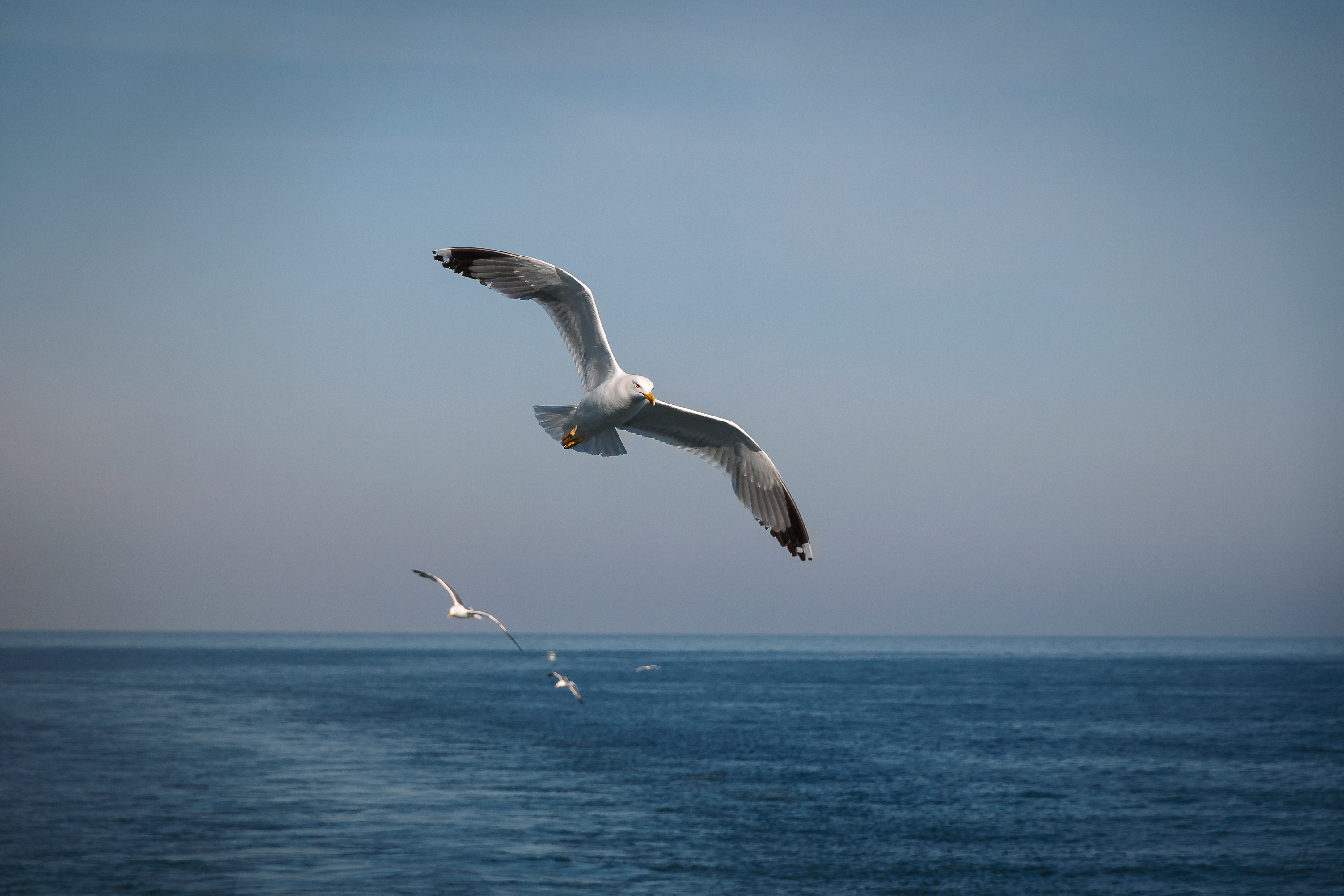 sea, flight, seagull, animal, bird, seascape, birds phone background