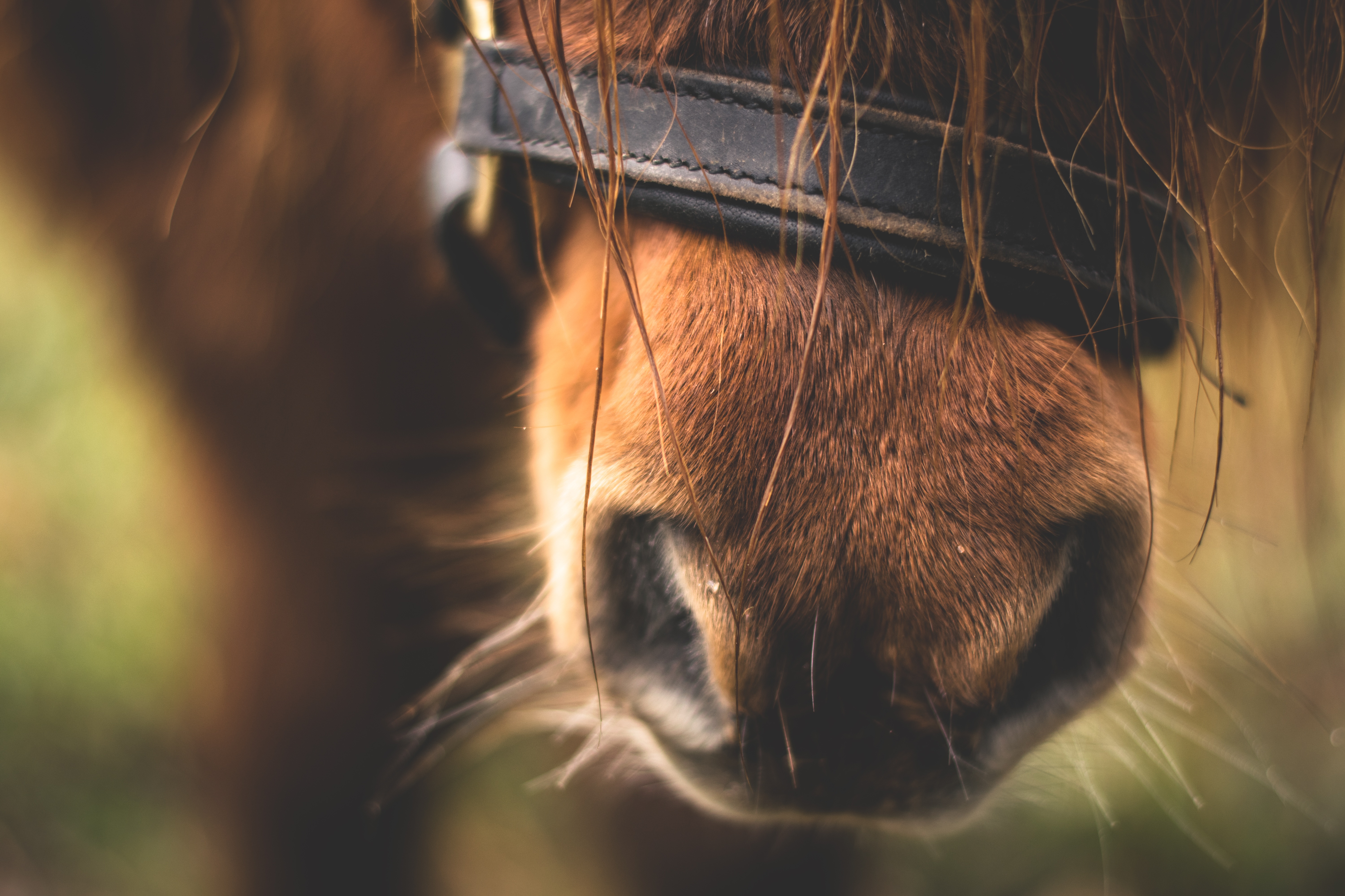 animals, close up, horse, nose 1080p