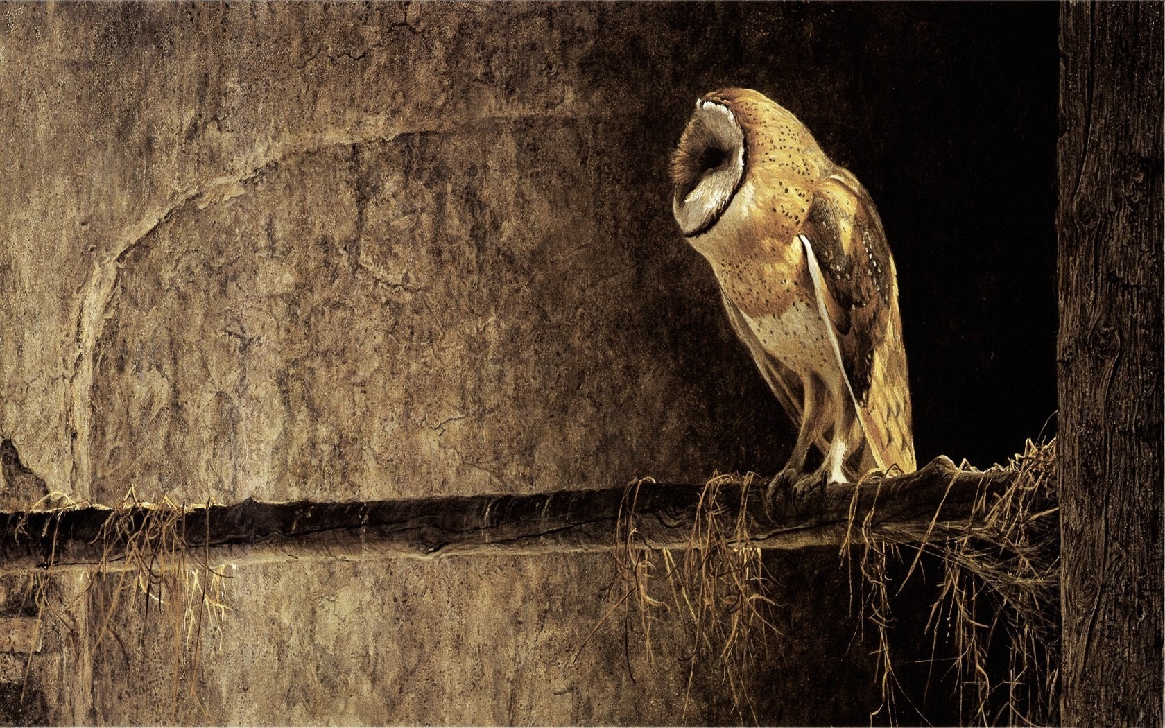 Barn Owl HD Mobile