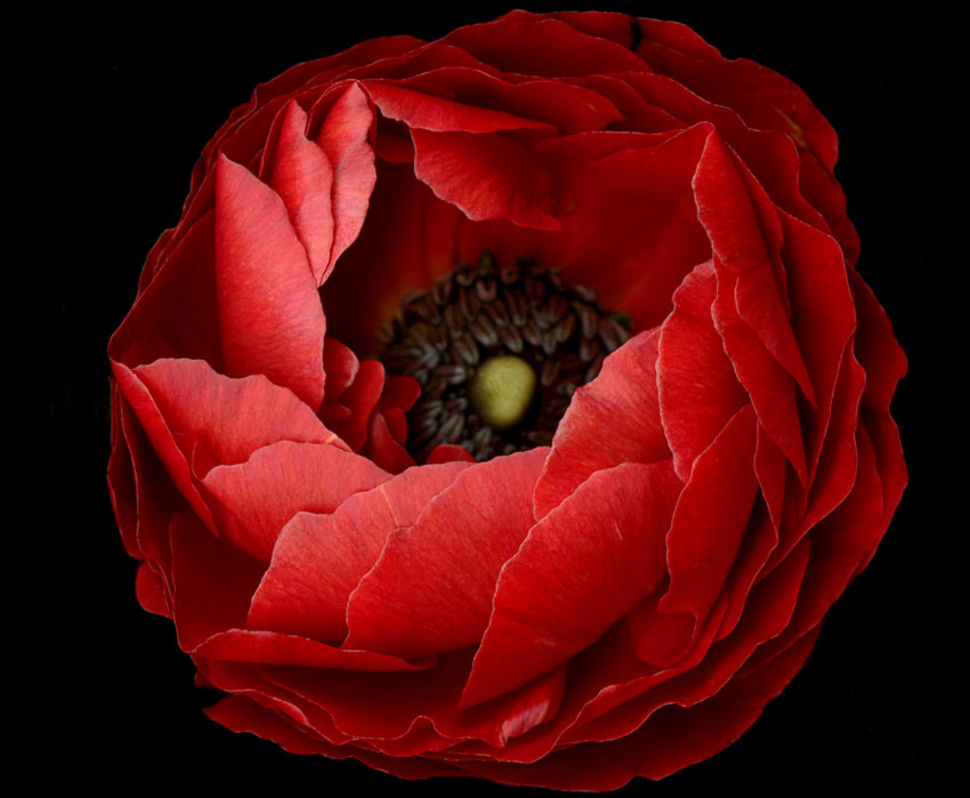 red flower, earth, flower, flowers 1080p