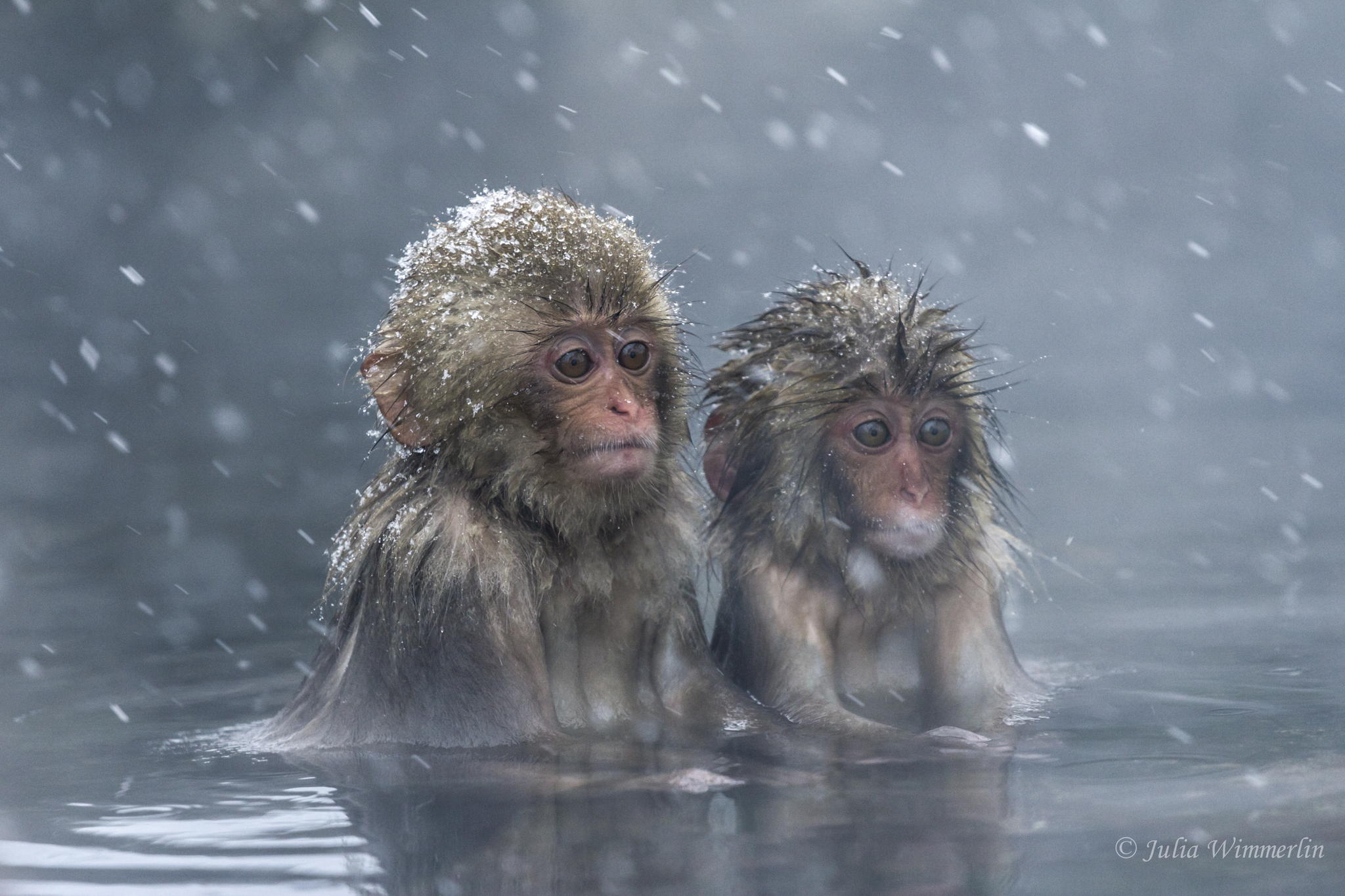 macaque, animal, japanese macaque, baby animal, cute, snow, snowfall, water, monkeys 1080p