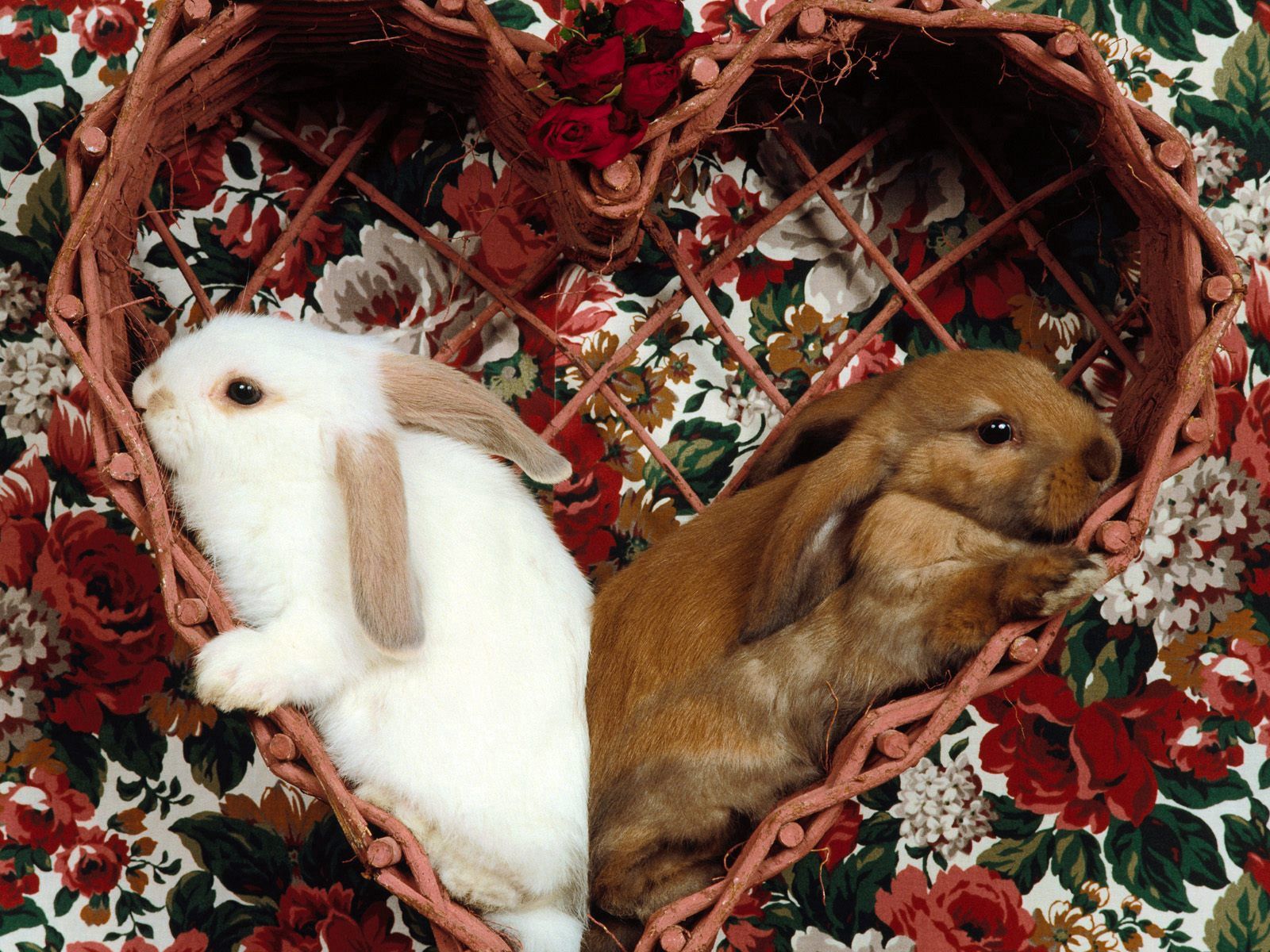 135047 Hintergrundbild herunterladen kaninchen, tiere, sitzen, paar, ohren - Bildschirmschoner und Bilder kostenlos