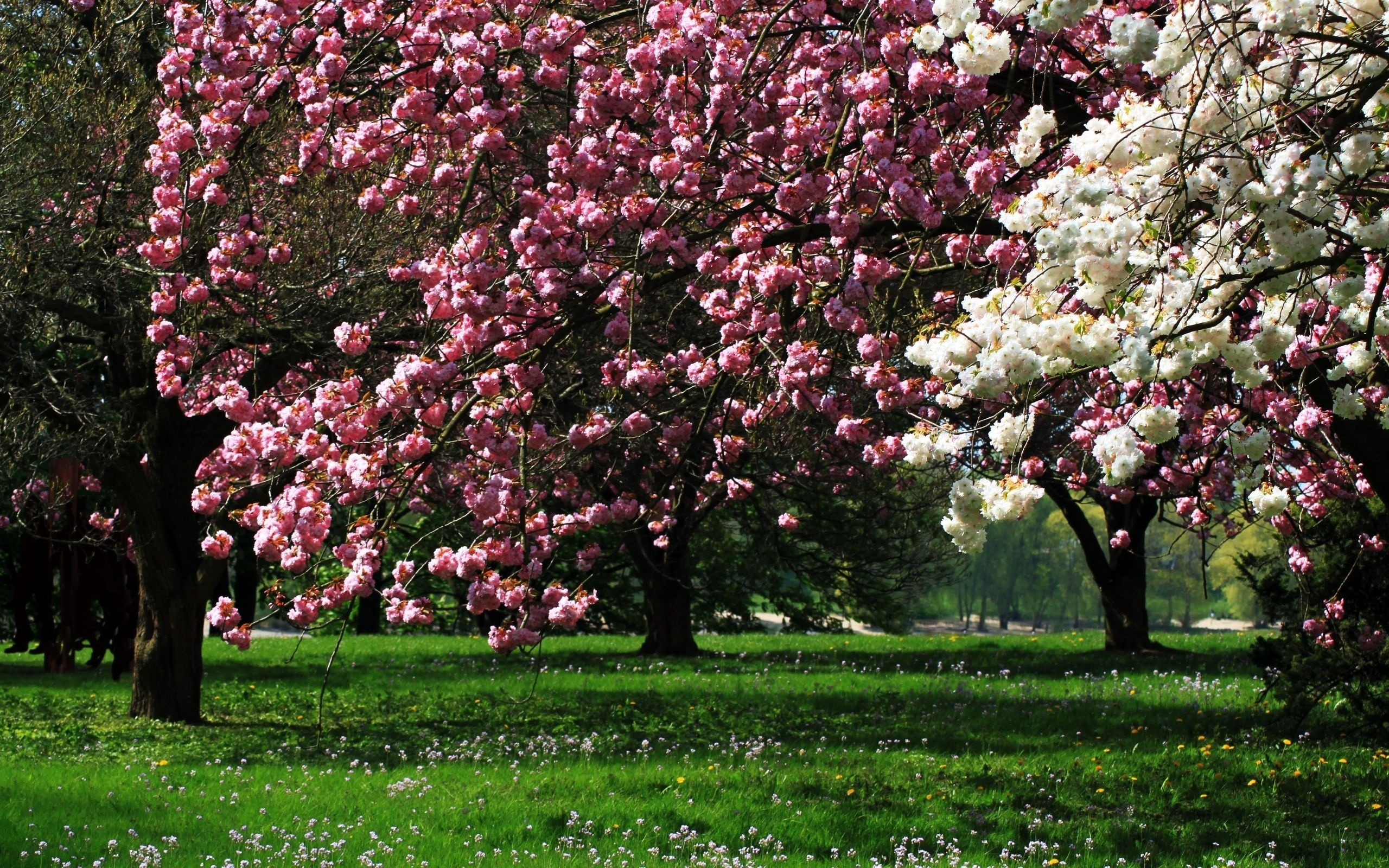 Весенние цветущие деревья