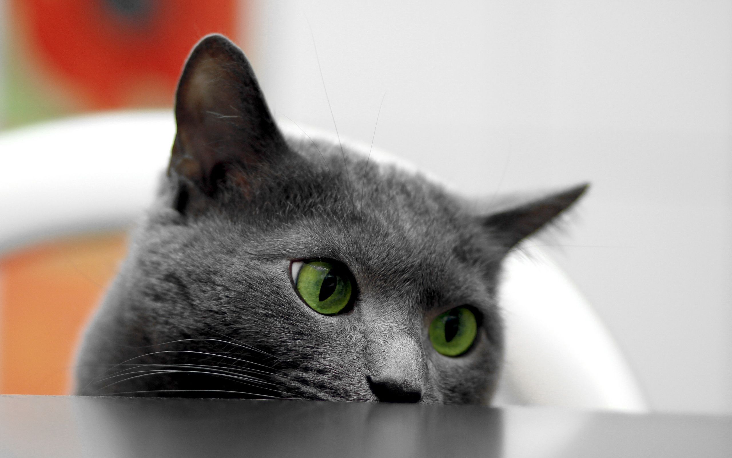 eyes, animals, cat, muzzle, table, peek out, look out download HD wallpaper