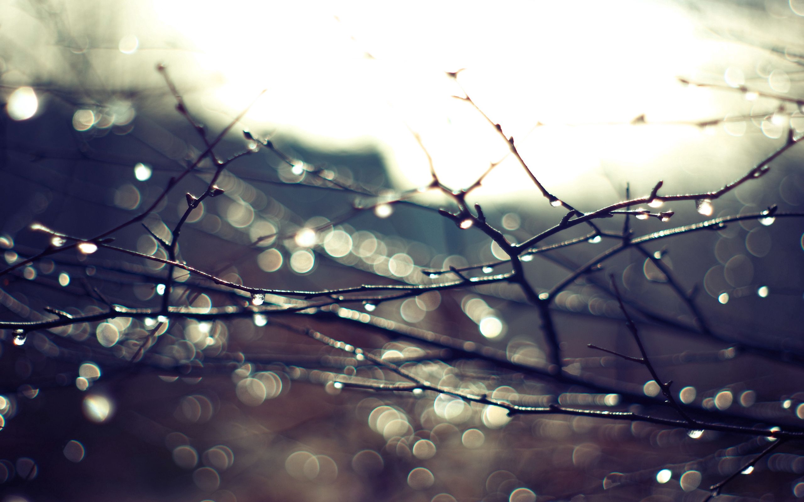 Download mobile wallpaper Branches, Macro, Sky, Drops, Plant for free.