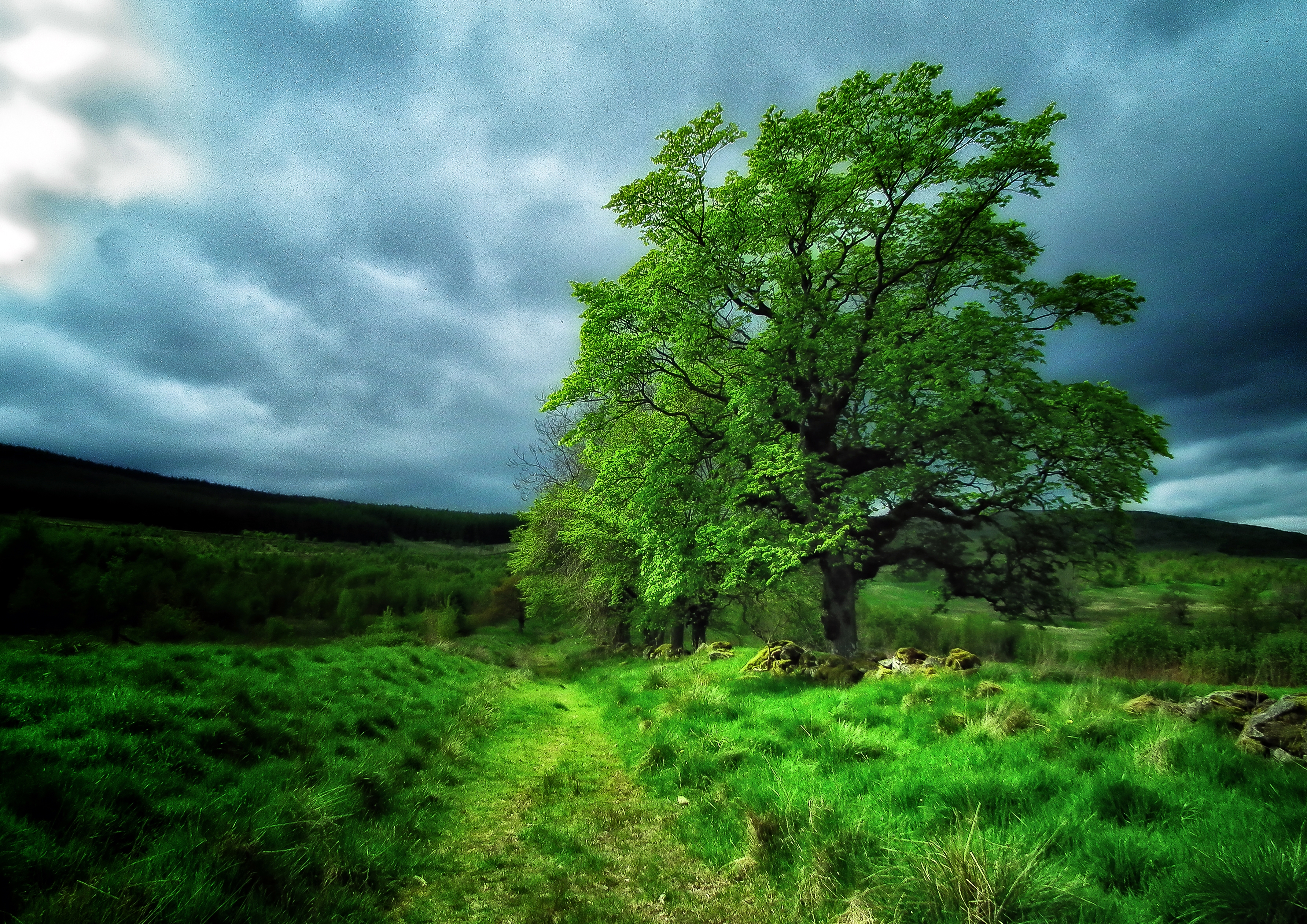 Lonely green tree clouds green tree nature single sunrays HD phone  wallpaper  Peakpx