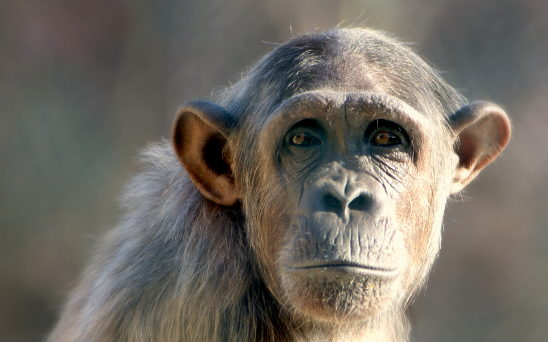 288375 скачать обои обезьяны, животные, шимпанзе, обезьяна - заставки и картинки бесплатно